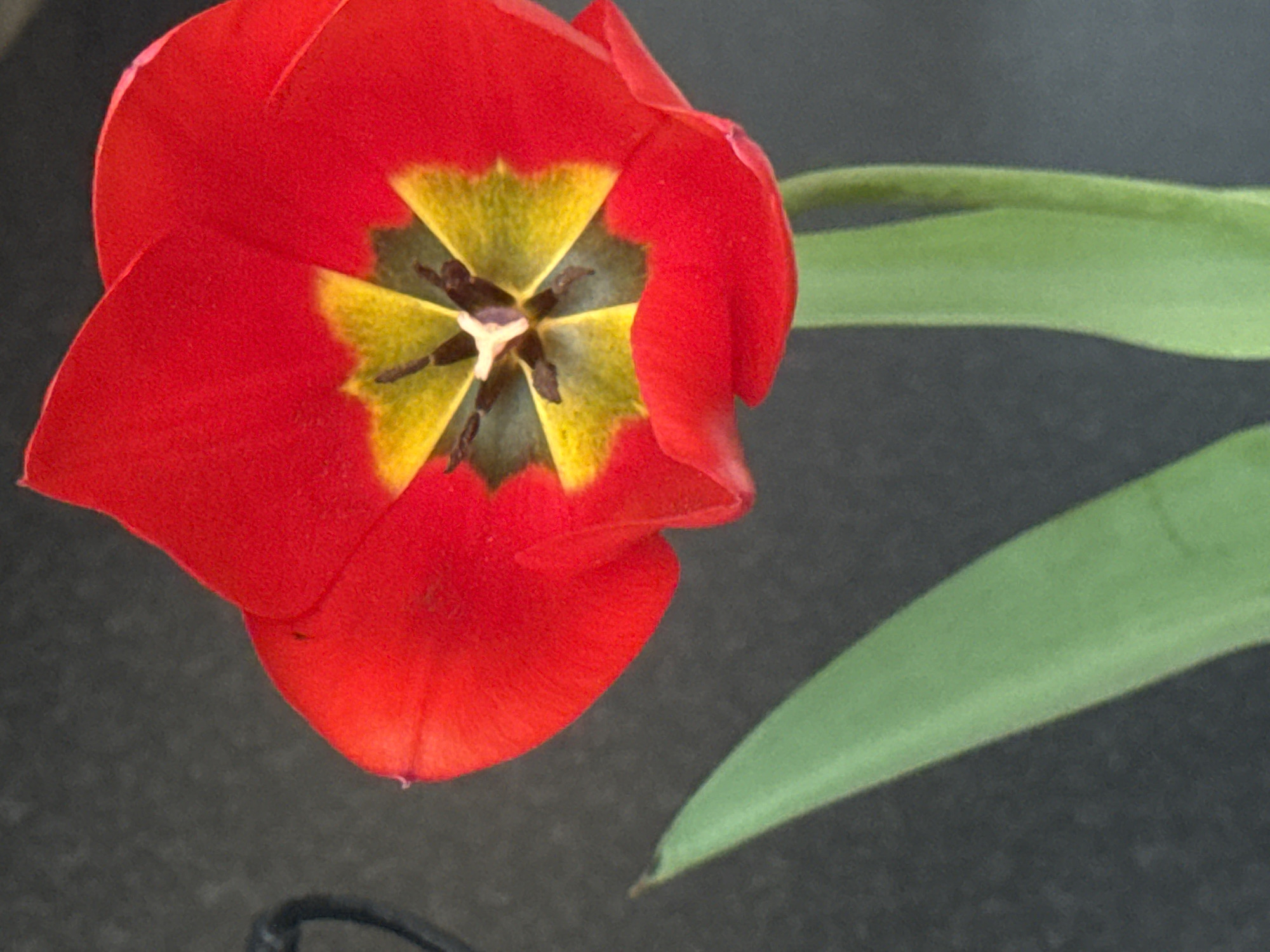 A close-up shot of a red tulip flower is presented against a dark gray textured background. The tulip's petals are bright red, revealing a yellow and green interior with dark, almost black, pistils and stamens at the center. Two green leaves extend from the flower towards the right side of the image. A thin, dark, blurred object appears in the bottom left corner. The context does not suggest any specific location within Varna, Bulgaria, nor does it depict any specific people or actions. The image appears to be a simple, close-up photograph of a flower.
