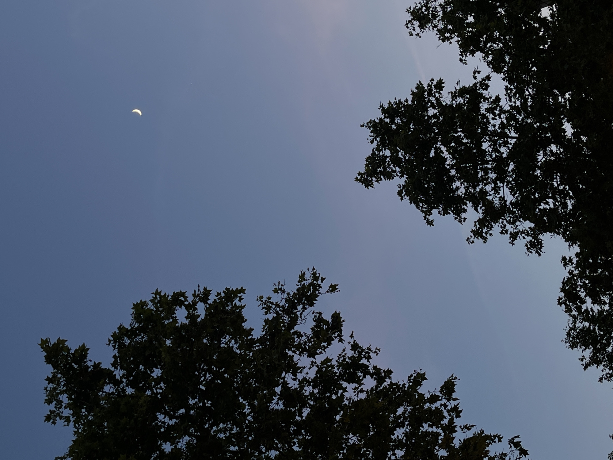 The image shows a night sky with a crescent moon. Silhouetted tree branches frame the sky, with denser foliage in the lower left and upper right corners of the frame. The sky is a gradient of deep blue at the bottom transitioning to a lighter blue near the top. The location is unspecified; there are no identifiable features or context to suggest a city or specific area.