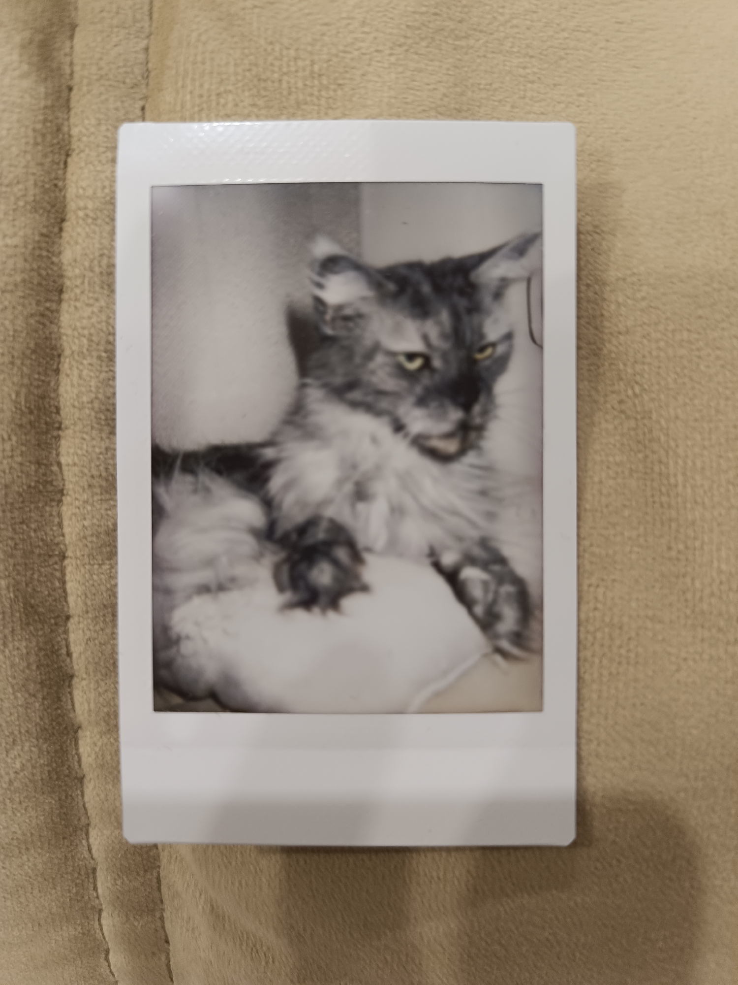 A black and white, rectangular photograph of a cat is centered on a textured, beige surface. The photograph is bordered by a white frame. The cat, likely a Maine Coon, is the primary subject. It has long, grey and white fur, pointed ears, and yellow eyes. The cat is in a relaxed pose, with its paws visible. The background of the photograph is blurred and appears to be light-colored. The beige surface it rests on has a distinct, woven texture and a slight sheen, indicating it could be a fabric like upholstery or a blanket. There are no visible signs of Saburovo, Russia, or any urban elements in the image.
