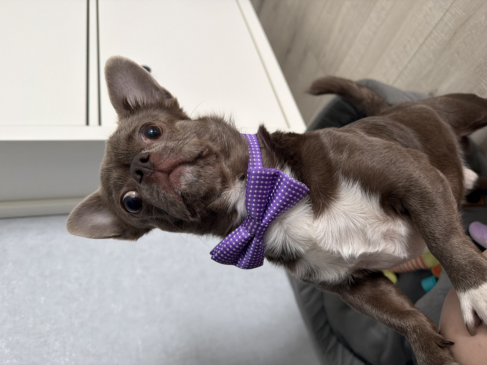 A brown and white chihuahua wearing a purple polka-dot bow tie is lying on its back in a grey dog bed. The dog's head is tilted to the left, and it is looking at the camera. The background includes white cabinets and light grey flooring. There is no indication of Votkinsk, Russia.