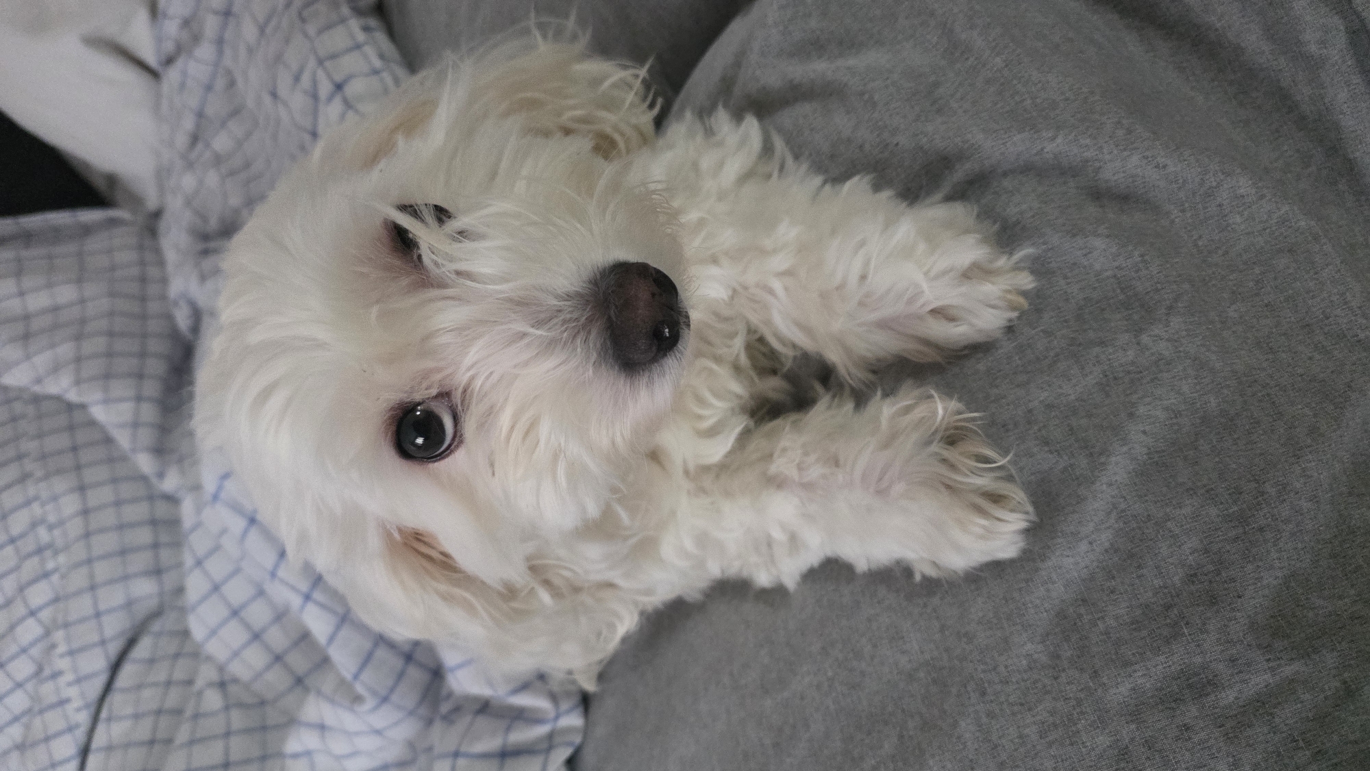 A small, white dog with curly fur lies on its back on a surface of gray fabric, possibly clothing or upholstery. The dog is positioned with its head tilted upwards and to the left, looking directly at the camera. The dog's eyes are dark and round, and its nose is dark and slightly shiny. To the left of the dog, there is a fabric with a blue and white checkered pattern. No specific location in Blagoevgrad, Bulgaria, or any other city-related details are discernible from the image. The scene depicts a close-up, intimate moment with the dog.