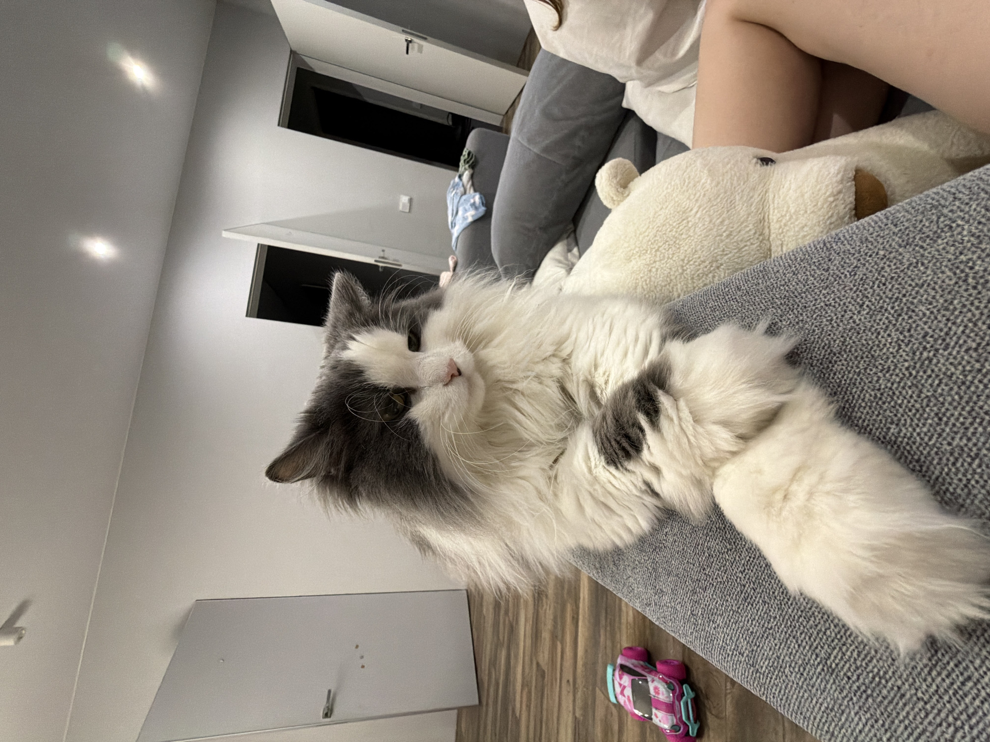 A cat is lying on a gray couch next to a stuffed animal. A person's leg is visible in the upper right corner. A pink toy car sits on the floor near the couch. A white cabinet is against the wall to the left, and doors are visible through an archway in the background. The scene is indoors and illuminated by overhead lighting. There is no information available to support the location being in the city of Chaikovsky, Russia.