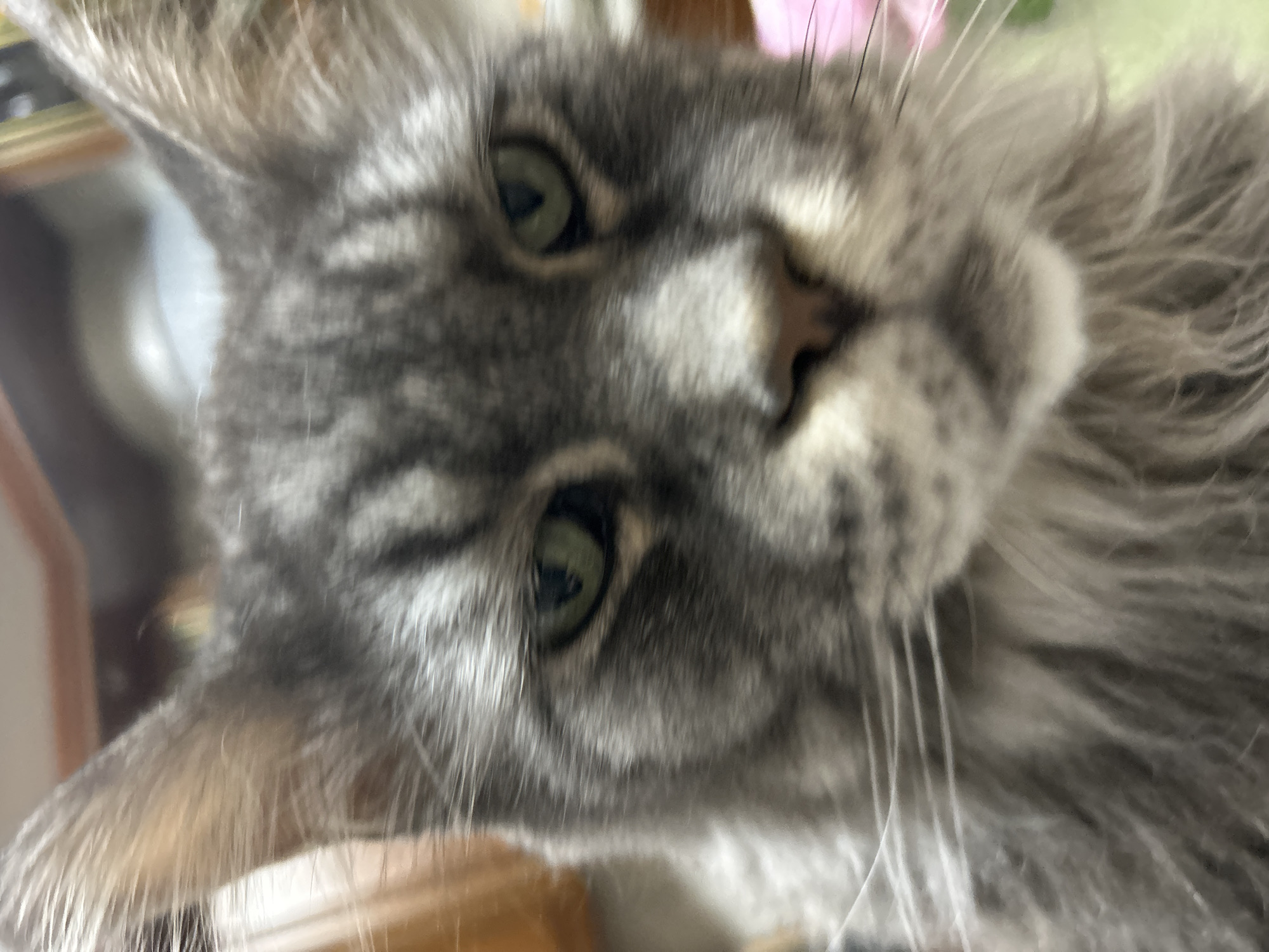The image is a close-up, blurry photograph of a gray tabby cat's face. The cat's eyes are green and focused forward. The background is out of focus and appears to be an indoor setting with warm-toned furniture or walls. There is no discernible information about the city of Primorka, Russia, or any specific actions or interactions.