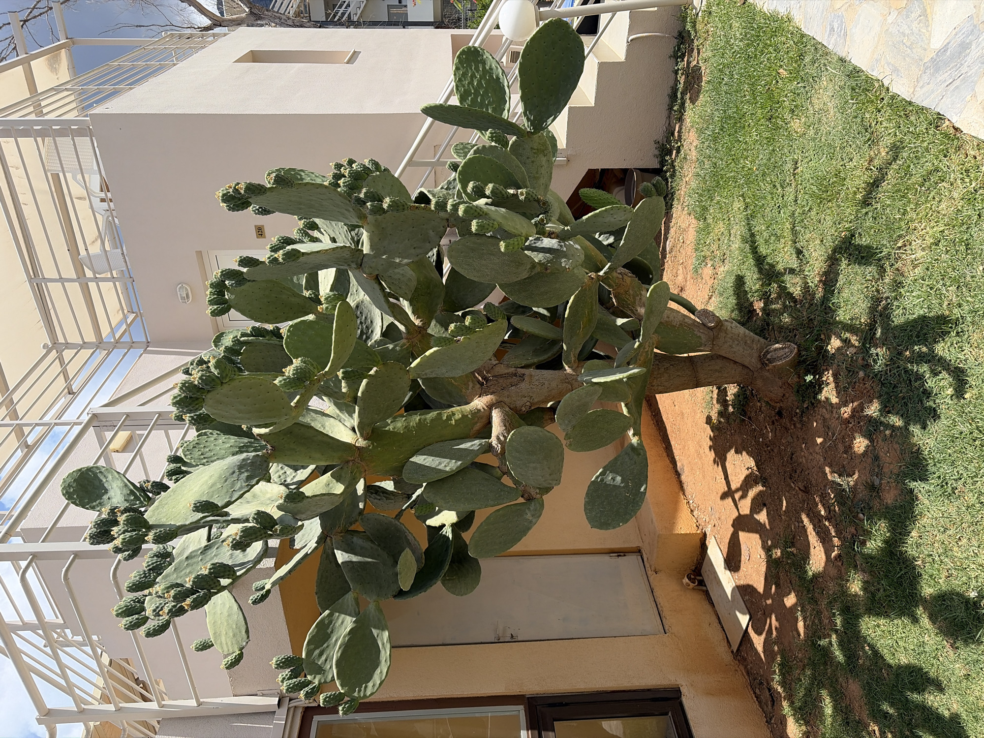 In Vlichada, Greece, a prickly pear cactus stands in front of a light-colored building. The cactus is large and bushy, with many paddle-shaped segments and numerous small, developing fruits. It is planted in a patch of reddish-brown soil with sparse grass. The building has a light yellow lower section with a door and a window, and an upper section that is a pale pinkish-beige. A white outdoor staircase with a railing leads up the side of the building, and there is a covered balcony with white railings and a white chair visible on the upper level. Shadows of the cactus and its fruits are cast on the ground. The overall scene suggests a warm, sunny day in a residential or resort area.