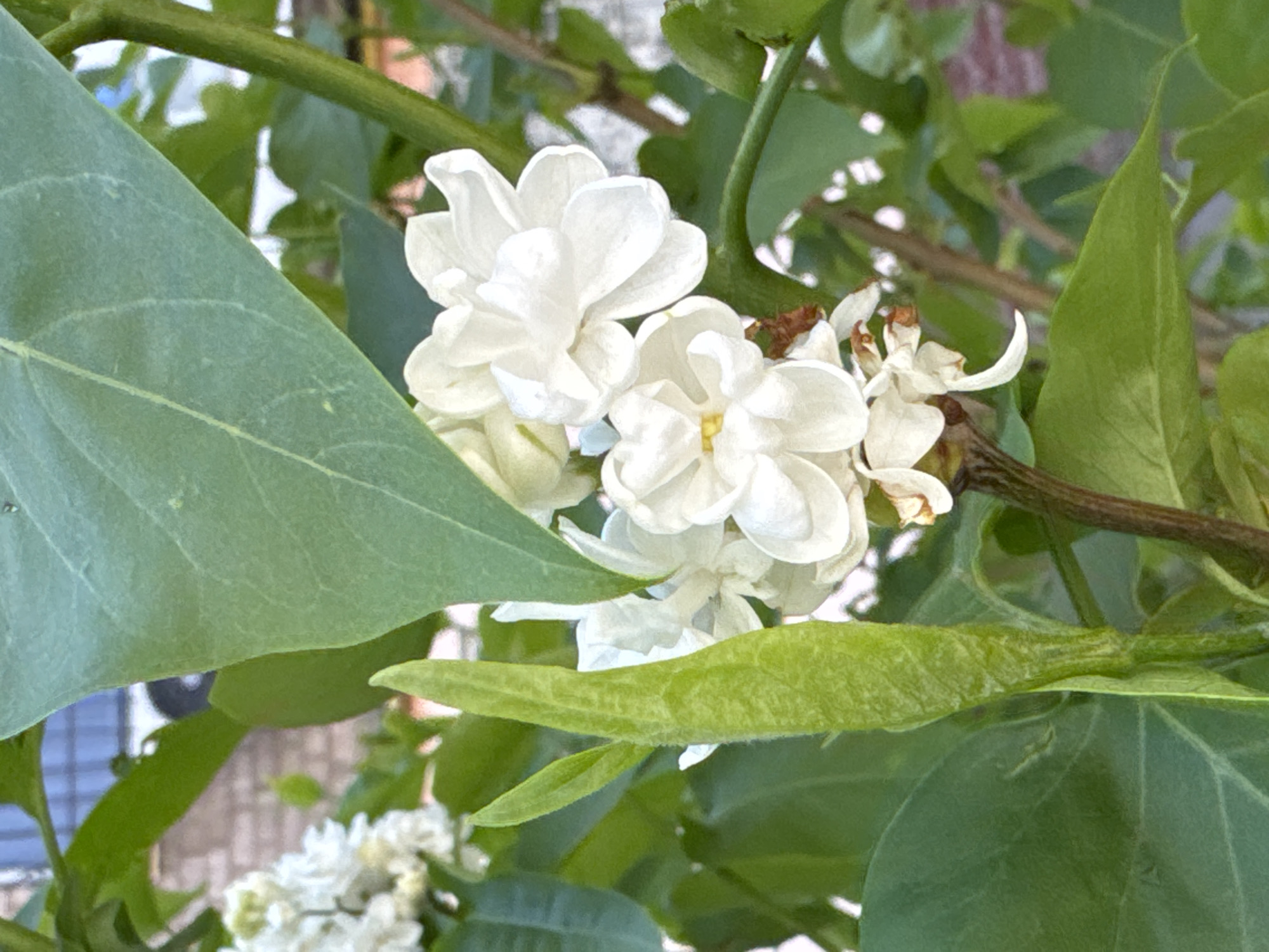 The image shows a cluster of white flowers with green leaves. The flowers have multiple petals and a yellowish center. The leaves are broad and have visible veins. A brown stem is also visible. The location is unspecified and there is no indication that the image was taken in Kryvyi Rih, Ukraine. There are no people, subjects, objects, actions, or interactions visible in the picture.