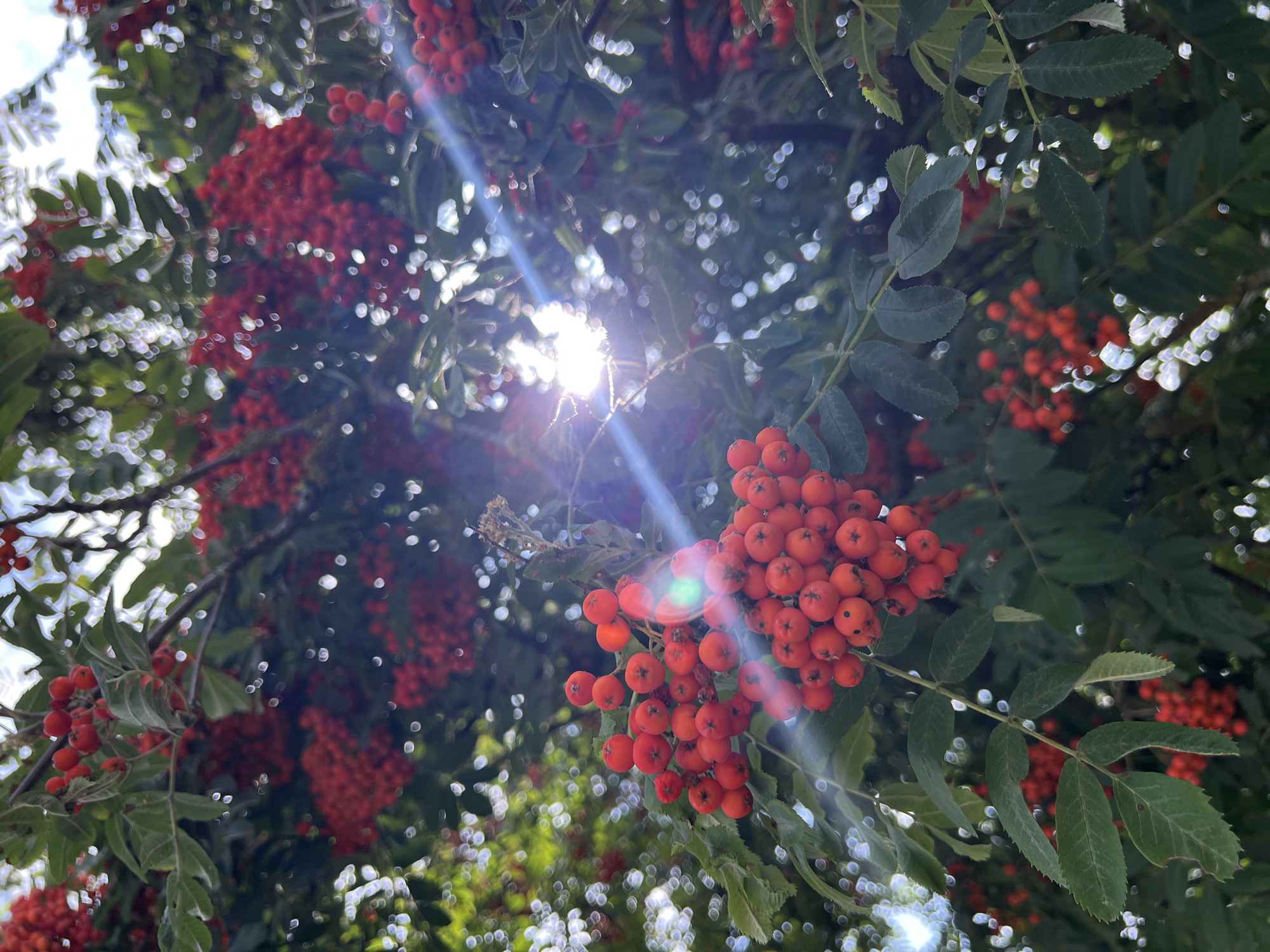 In the city of Lublin, Poland, a close-up, low-angle shot captures a cluster of bright red rowan berries (Sorbus aucuparia) on a branch. The berries are round and plump, with some showing a slight dimple at the top. They are densely packed on thin stems, forming large bunches. The surrounding leaves are a deep green, some with serrated edges, and appear slightly out of focus. The background is a bokeh of green foliage and bright white and yellow light spots, suggesting dappled sunlight filtering through the trees. A prominent lens flare, a bright blue and white streak with a green reflection, cuts across the image from the upper right to the lower left, indicating the sun is shining directly into the camera lens. The overall impression is one of natural abundance and the warmth of sunlight.