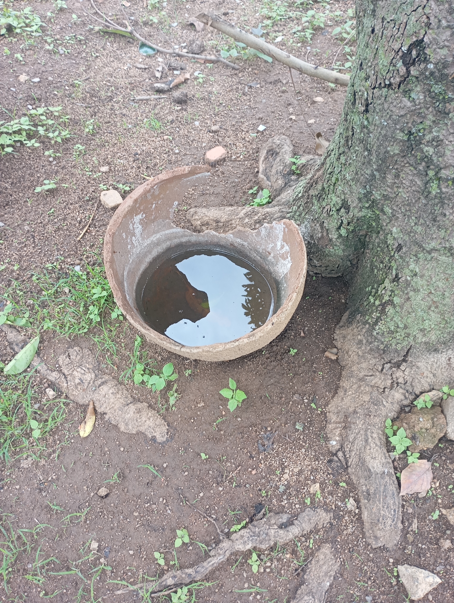 A broken clay pot filled with murky water sits on the ground next to the base of a large tree with exposed roots. The surrounding environment is a mixture of dirt, small stones, and sparse green vegetation. A few small leaves are scattered on the ground. The scene appears to be outdoors, likely in a natural or semi-natural setting, possibly in New Stadium, Nigeria.