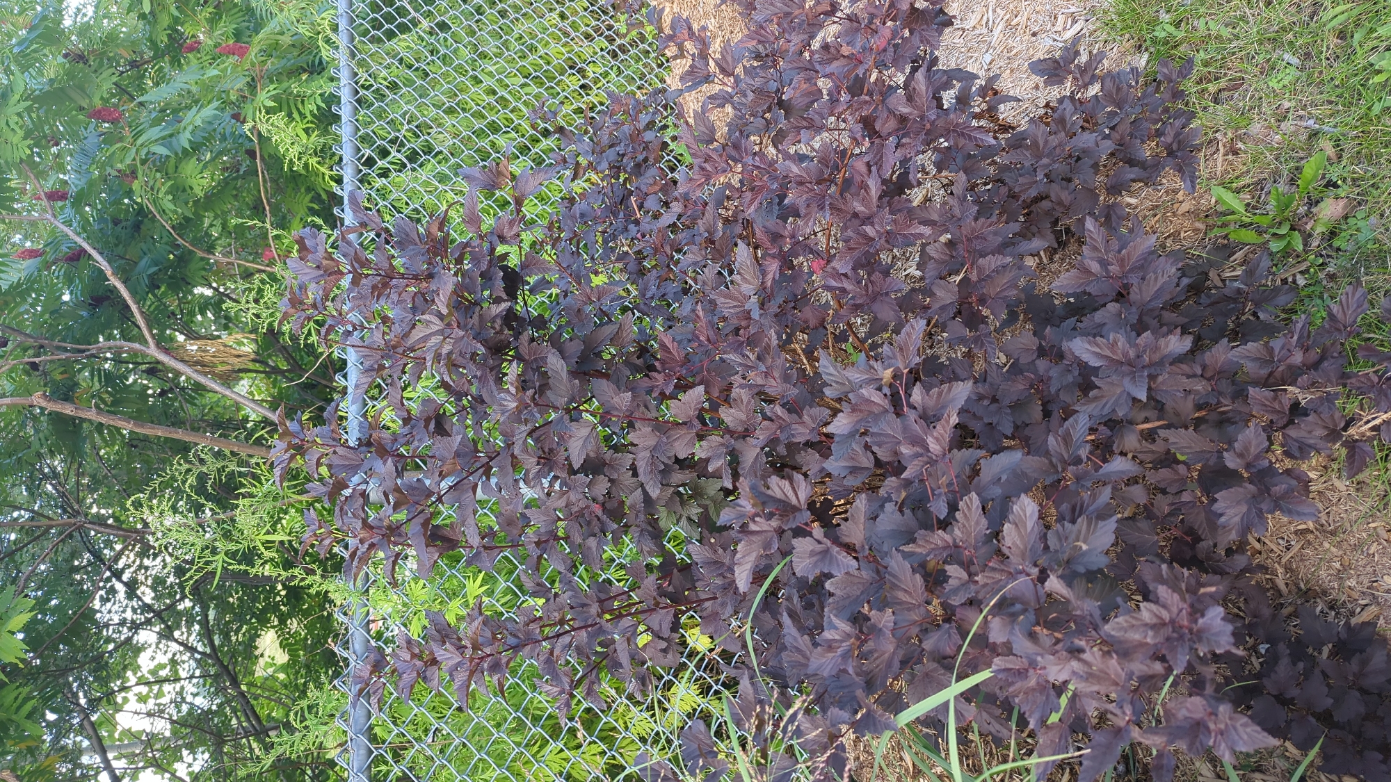 This is a medium shot, eye-level, outdoor photograph taken on a sunny day in Montreal, Canada. The main subject is a dark purple, leafy shrub in the foreground, occupying most of the frame. Behind the shrub is a chain-link fence, and beyond that, trees and foliage. The shrub has dense foliage with deeply lobed, pointed leaves, appearing to be in good health. Its branches are slender and dark brown. The ground around the shrub is covered with mulch and some green grass. The background is filled with various shades of green foliage from the trees, with some thin branches visible. The lighting suggests the sun is positioned to the left and slightly behind the viewer, casting minimal shadows. No people or animals are present in the scene.