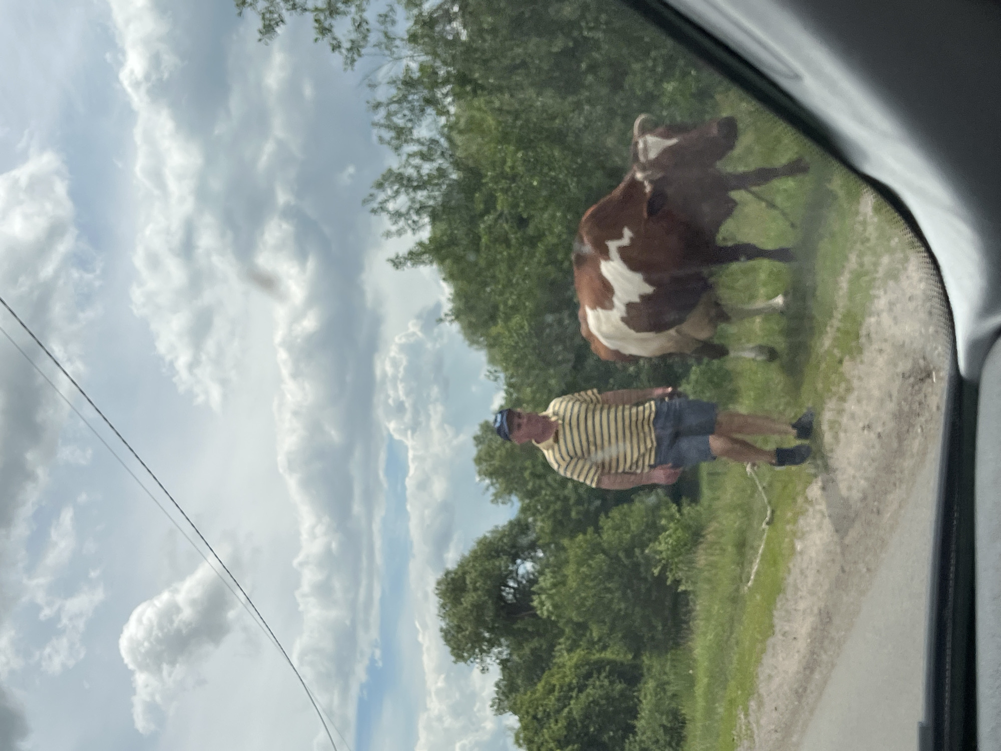 A man in a striped polo shirt and shorts is walking a brown and white cow on a leash on a rural road in Kypiachka, Ukraine. The cow is walking on the grass verge next to the road, while the man walks on the road itself. The man appears to be looking down at the cow. The cow is looking to the right. The background is a dense line of green trees under a cloudy sky. The image is taken from inside a vehicle, with the dashboard visible in the foreground.