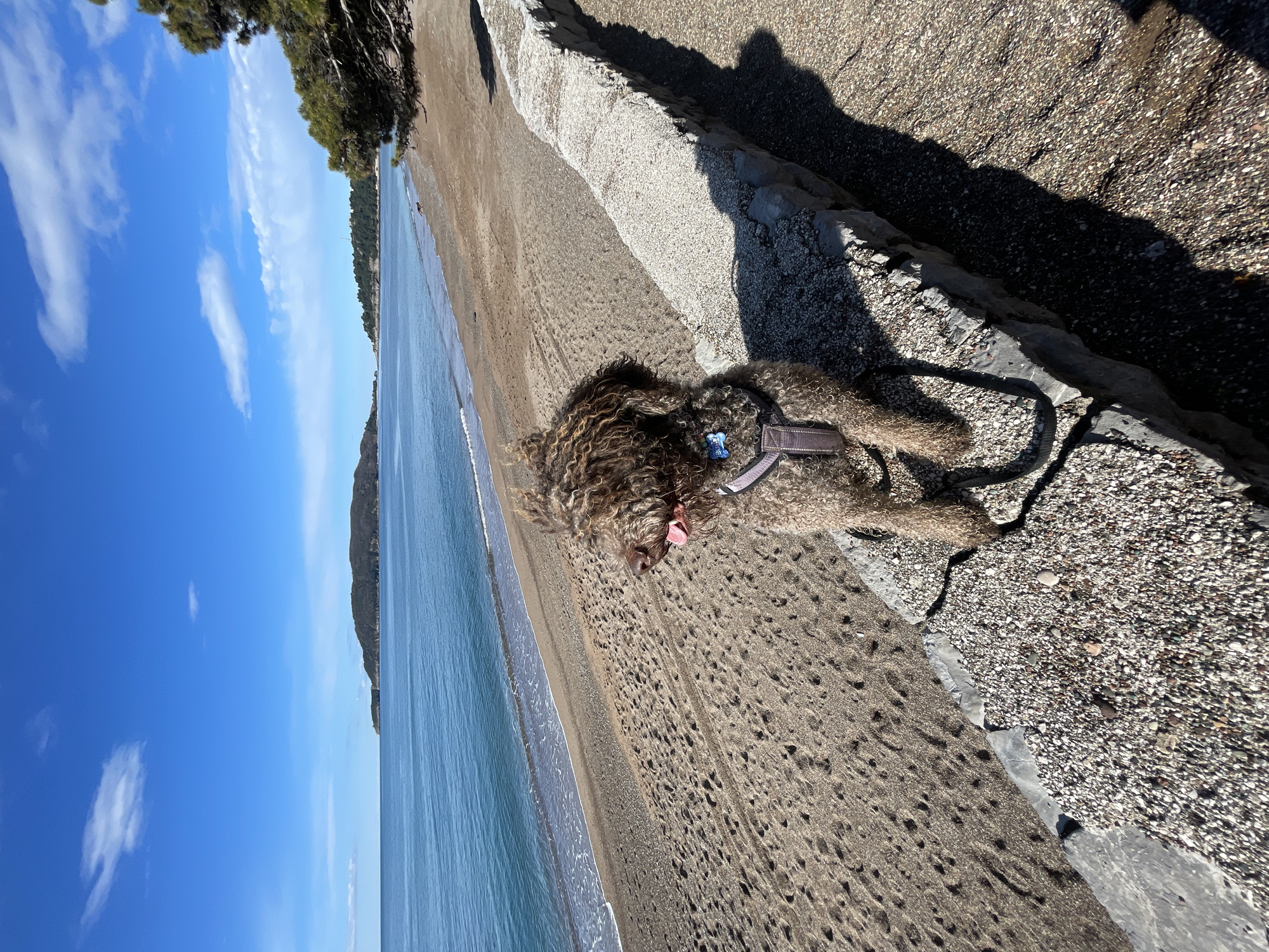 A curly brown dog is lying on a beach in Rafailovići, Montenegro, next to a low wall separating the sand from a paved area. The dog is wearing a harness. The beach slopes down to the blue water of the Adriatic Sea under a clear, blue sky. Vegetation is visible along the coast in the background.