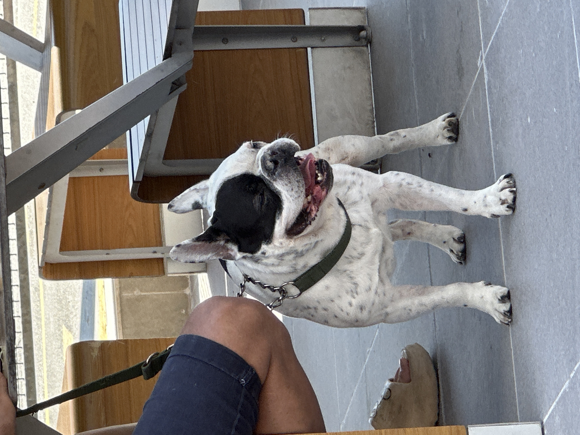 A white and black dog with a green collar and leash is lying on its side on a gray tiled floor, panting with its tongue out. The dog has black patches around its eyes. To the left of the dog, a person's legs are visible, wearing dark blue shorts. The person is holding the leash. The background shows part of a wooden bench and metal structure, possibly a seating area in an outdoor or semi-outdoor location. The overall scene suggests a relaxed moment, possibly on a warm day, given the dog's panting. No text is visible. The location context is Veliko Tarnovo, Bulgaria.