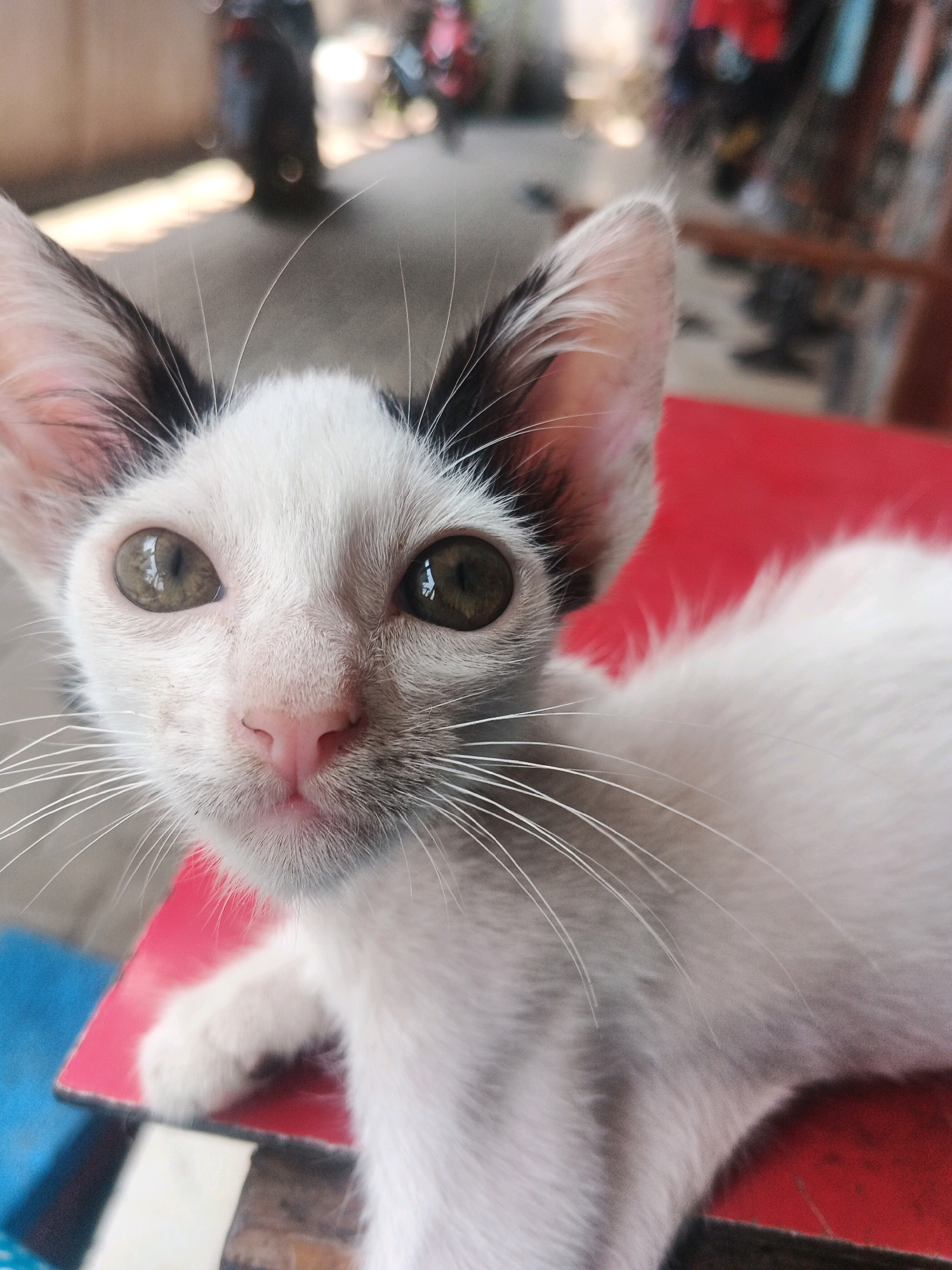 A close-up, medium shot captures a white and black kitten with green eyes looking directly at the camera. The kitten's ears are large and tipped with black. Its pink nose is prominent, and long white whiskers extend from its muzzle. The kitten is lying on a bright red surface, which appears to be a table. In the blurred background, a street scene is visible with what seem to be motorcycles and people. The overall lighting is bright, suggesting an outdoor or well-lit indoor environment. The scene is likely located in Kadu, Indonesia, given the context.