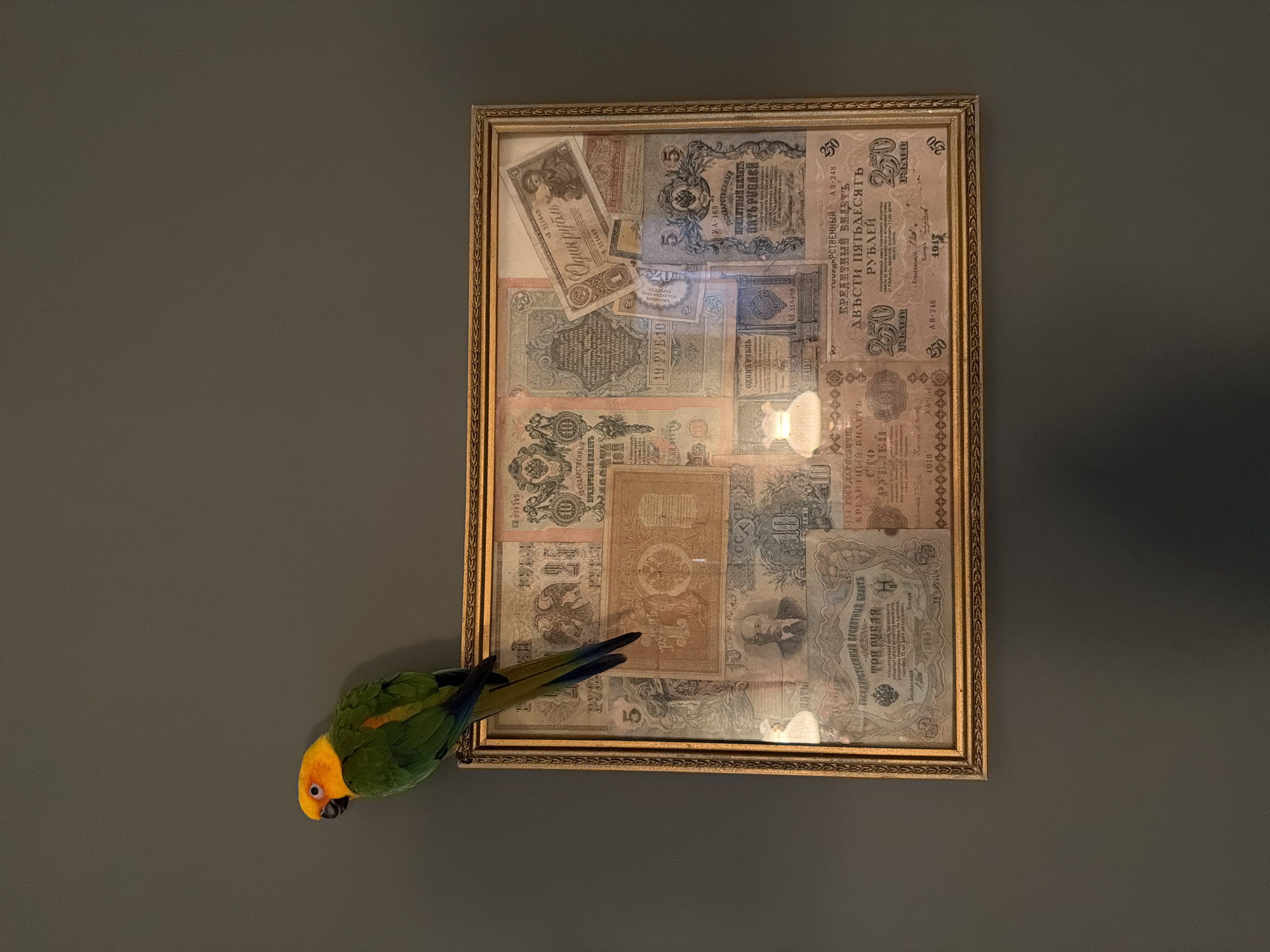 A framed collection of vintage Russian banknotes hangs on a gray wall. A colorful parrot, predominantly green and yellow, perches on the lower left edge of the frame, looking downwards. The location of the scene is not discernible.