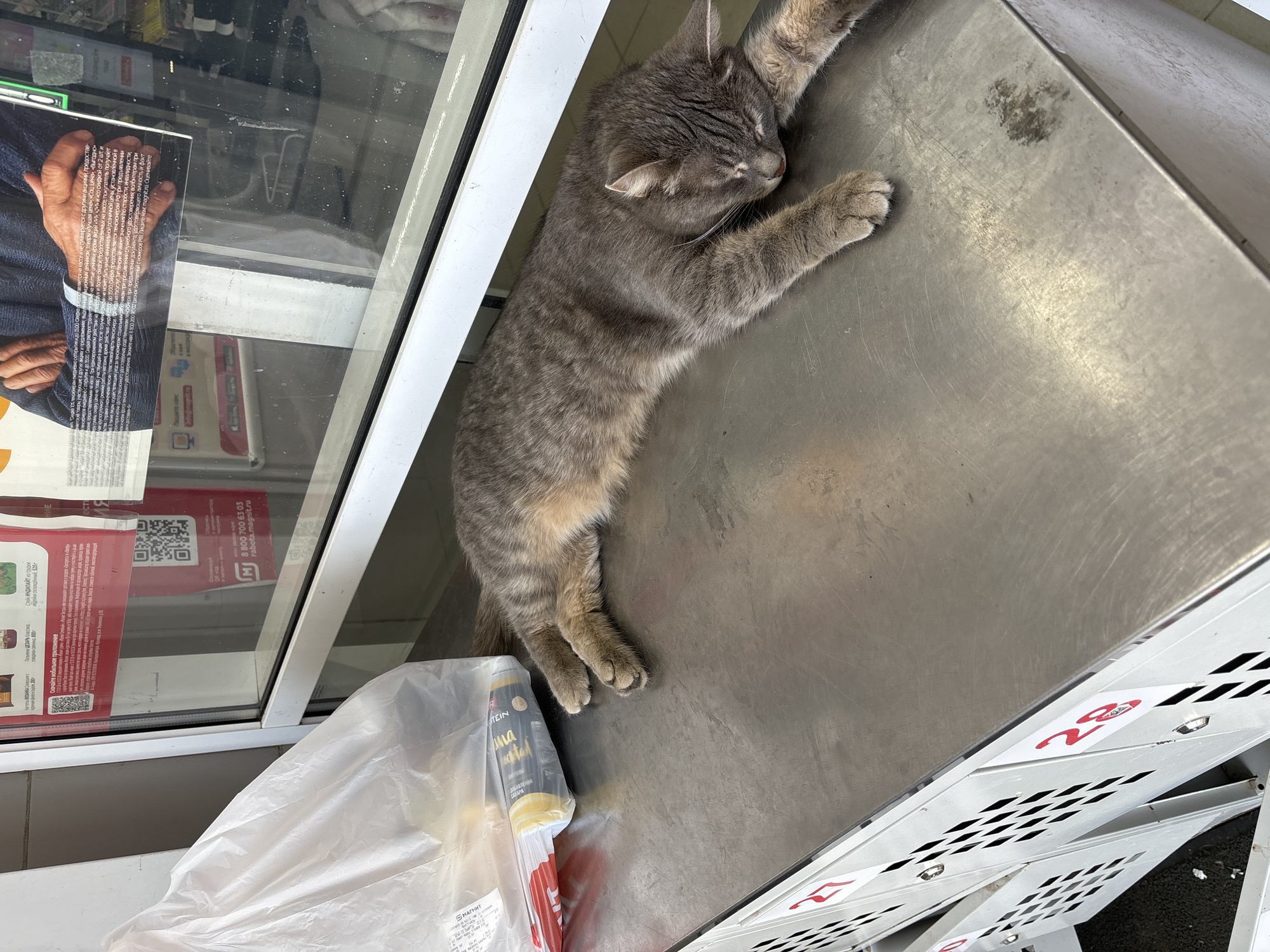 A gray tabby cat sleeps stretched out on a silver metallic surface. Next to the cat are packaged food items in a white plastic bag and a red box. Adjacent to the metallic surface is a refrigeration unit with food products behind a glass window. On the window is a sign with text in Russian and a photograph of hands. White shelves with black and red markings are positioned beside the metallic surface. The location of the scene is in Noviy, Russia.