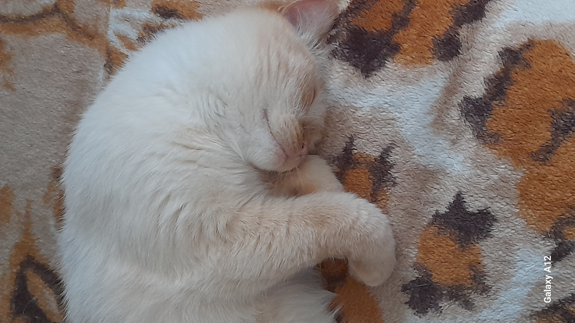 A close-up, overhead shot captures a light-colored cat curled up and sleeping on a soft, fluffy blanket with an orange and brown abstract pattern. The cat's fur is a pale cream or white, and its eyes are closed, indicating it is deeply asleep. One paw is tucked near its face, and its body is coiled into a relaxed ball. The blanket is textured and appears warm. The scene is indoors, with no specific time of day or weather indicated. The overall emotion conveyed is one of peace and tranquility. The visible text in the lower right corner reads "Galaxy A12," which is likely a watermark from the device used to take the photo. The location context provided is Марковский, Russia.