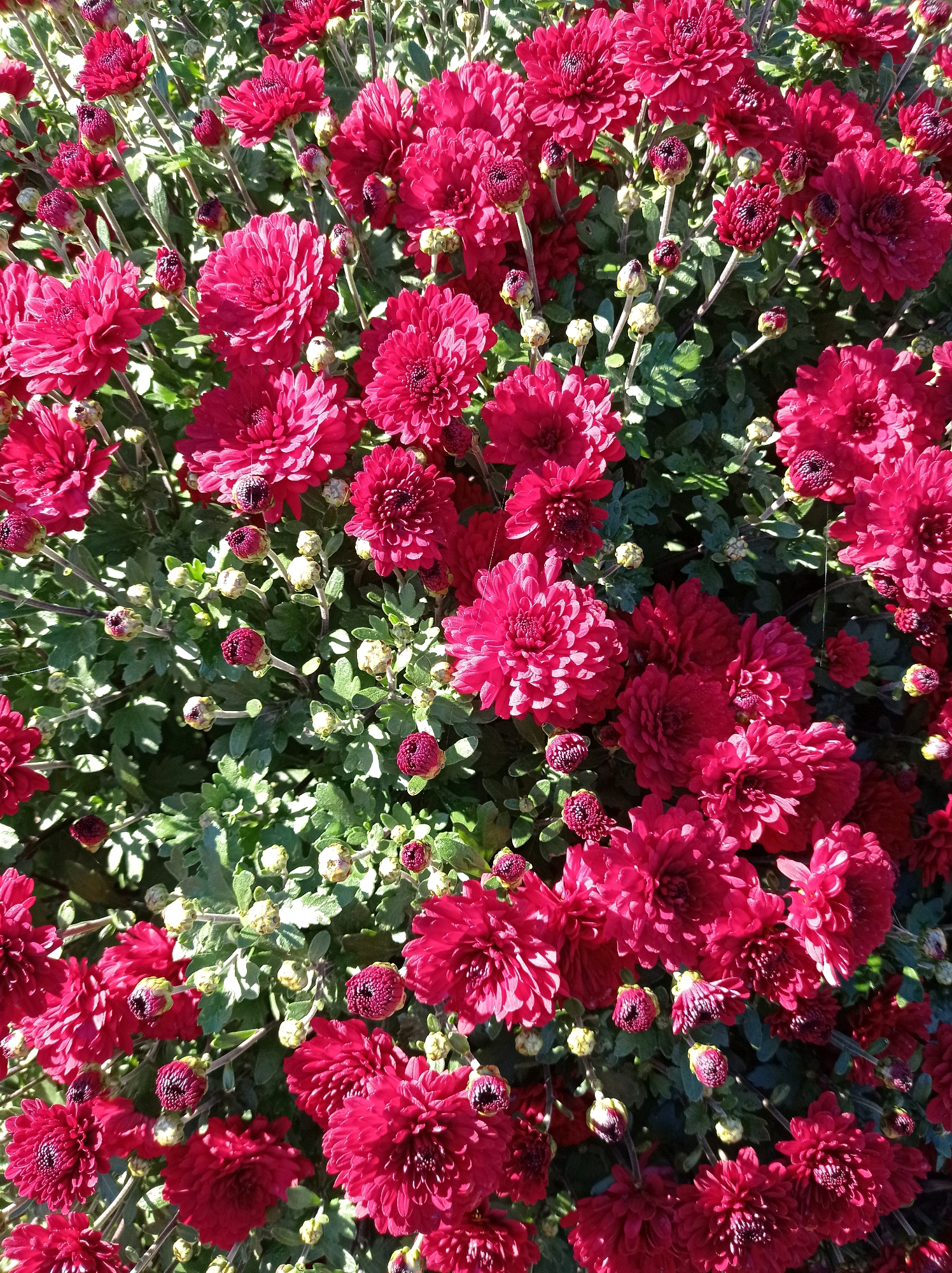A dense cluster of deep crimson chrysanthemums is captured in a close-up, overhead shot. The flowers vary in their bloom stage, with some fully open and others in various stages of bud formation. The petals are tightly packed, creating a textured surface. Lush green foliage serves as a backdrop, with many small, undeveloped buds also visible. The scene is illuminated by natural sunlight, casting shadows and highlighting the vibrant color of the blossoms. The image does not depict any people, structures, or specific city landmarks, thus the location in Degtyarsk, Russia cannot be determined from the visual information alone.
