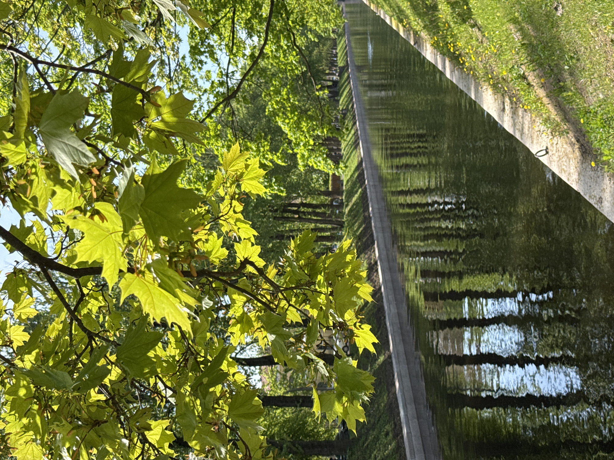The image shows a canal or water feature in a park-like setting. Green maple leaves are in the foreground, partially obscuring the view. The water surface reflects the sky and the surrounding trees, creating a textured, rippled pattern. A concrete edge borders the canal, with grass and yellow flowers visible on the other side. Beyond the canal, trees line the pathway or area along the water. Given the context of Saint Petersburg, Russia, this is likely a view along one of the canals in the Summer Garden or a similar park within the city.