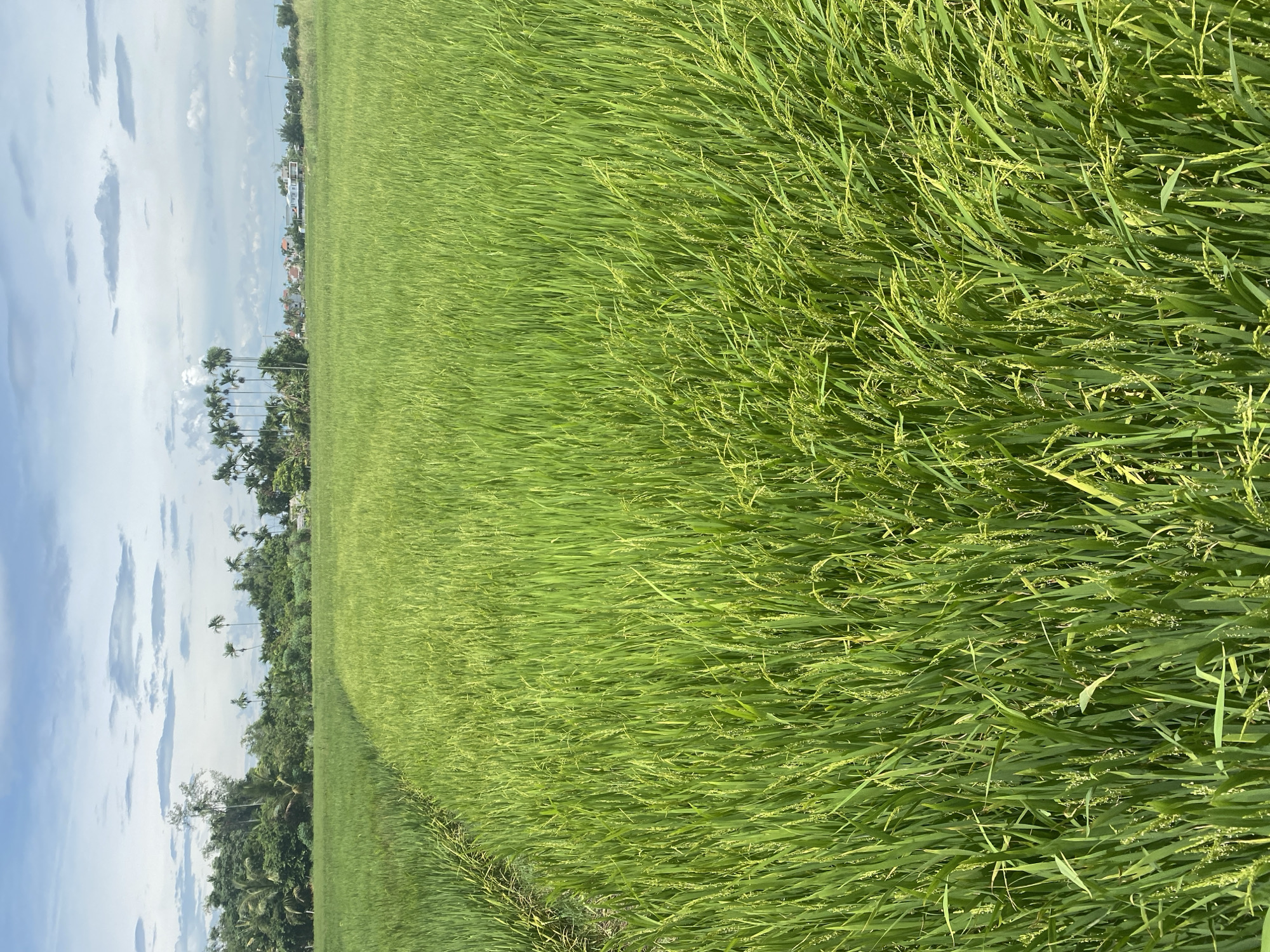 A wide, low-angle shot captures a vast, green rice paddy field under a partly cloudy sky. The foreground is filled with lush, vibrant green rice stalks, some of which are beginning to show hints of yellow, indicating they are ripening. A narrow, muddy path winds through the field from the left side of the frame, disappearing into the dense foliage. In the middle ground, the rice field continues to stretch towards a treeline composed of various tropical trees, including palm trees. Beyond the trees, several houses and buildings with red and white roofs are visible, suggesting a rural or semi-urban setting. The sky above is a mix of blue and white clouds, with the sun casting a soft light on the landscape. The image appears to be taken in Hoi An, Vietnam, a region known for its picturesque rice paddies and traditional villages.