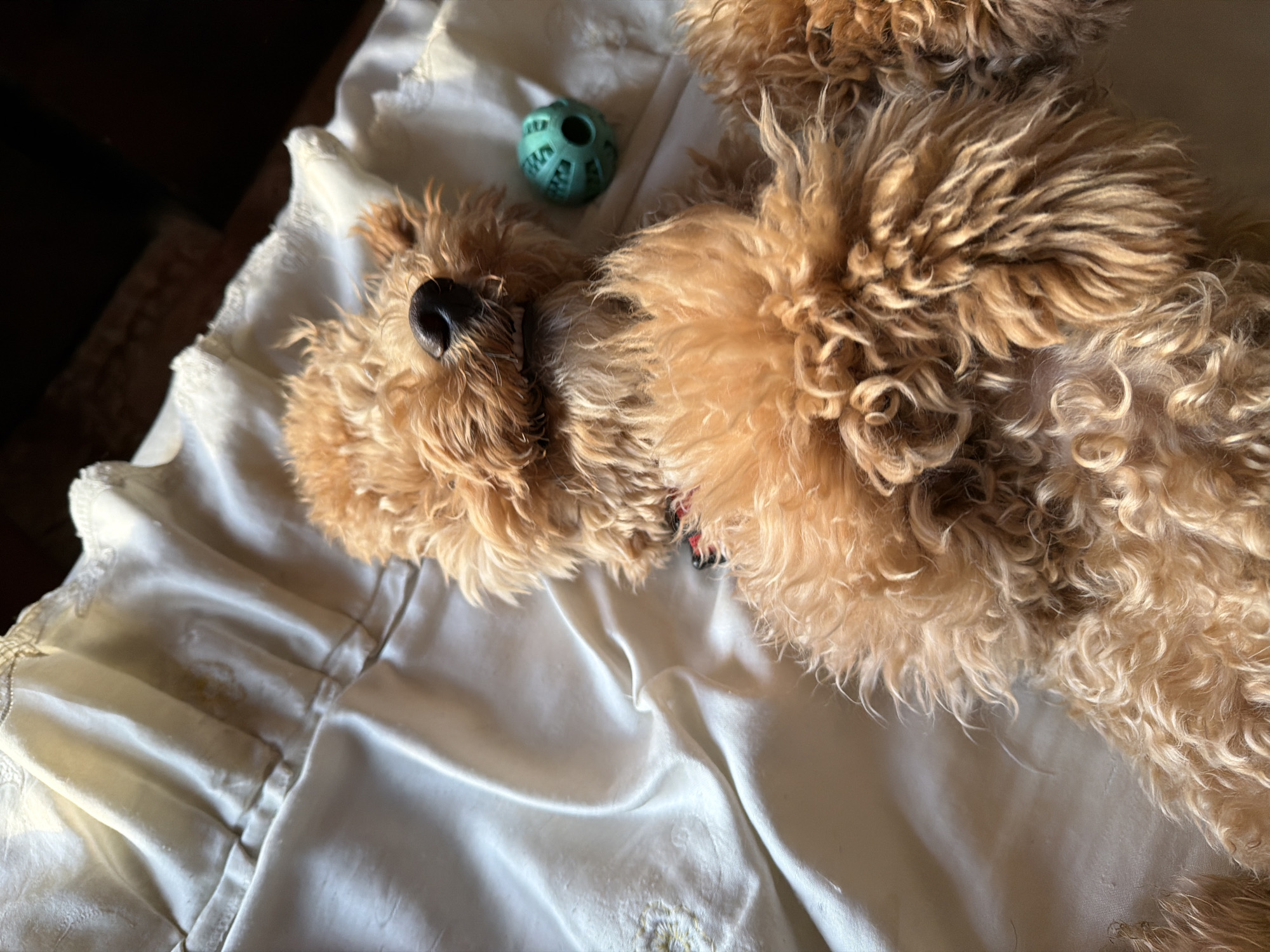 The image shows a light brown poodle lying on a satin sheet, with a green dog toy nearby. The poodle's eyes are closed, and its head is tilted back. The satin sheet is wrinkled and has a lace trim. The background is dark and out of focus. The image was taken in Aratashen, Armenia.