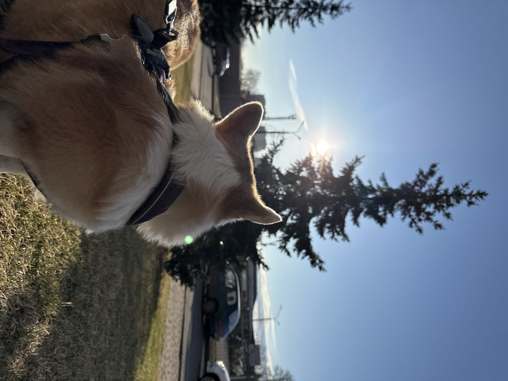 The image captures a fawn and white dog, likely a Corgi, viewed from behind and slightly to its left, as it walks outdoors in Krasnoyarsk, Russia. The dog wears a dark harness with the text "non-stop" visible on its strap. Its ears are perked, silhouetted against the bright sky and a prominent sunburst in the upper right quadrant of the frame, indicating strong daytime sun.
The scene is set under a clear blue sky, with a faint white contrail visible in the upper atmosphere. Several evergreen trees, possibly spruce or fir, are silhouetted by the sun, casting dark shapes against the bright background. One tree is closer to the viewer on the right, while others are in the middle distance. In the background, there is a paved road or pathway with vehicles, including parked cars, and indistinct urban buildings. The immediate foreground features dry, matted grass or vegetation. The strong backlighting from the sun creates a radiant halo effect around the dog's fur, especially around its head and ears, and highlights the textures of the trees. The overall impression is a sunny, clear day, with the dog alertly observing its surroundings.