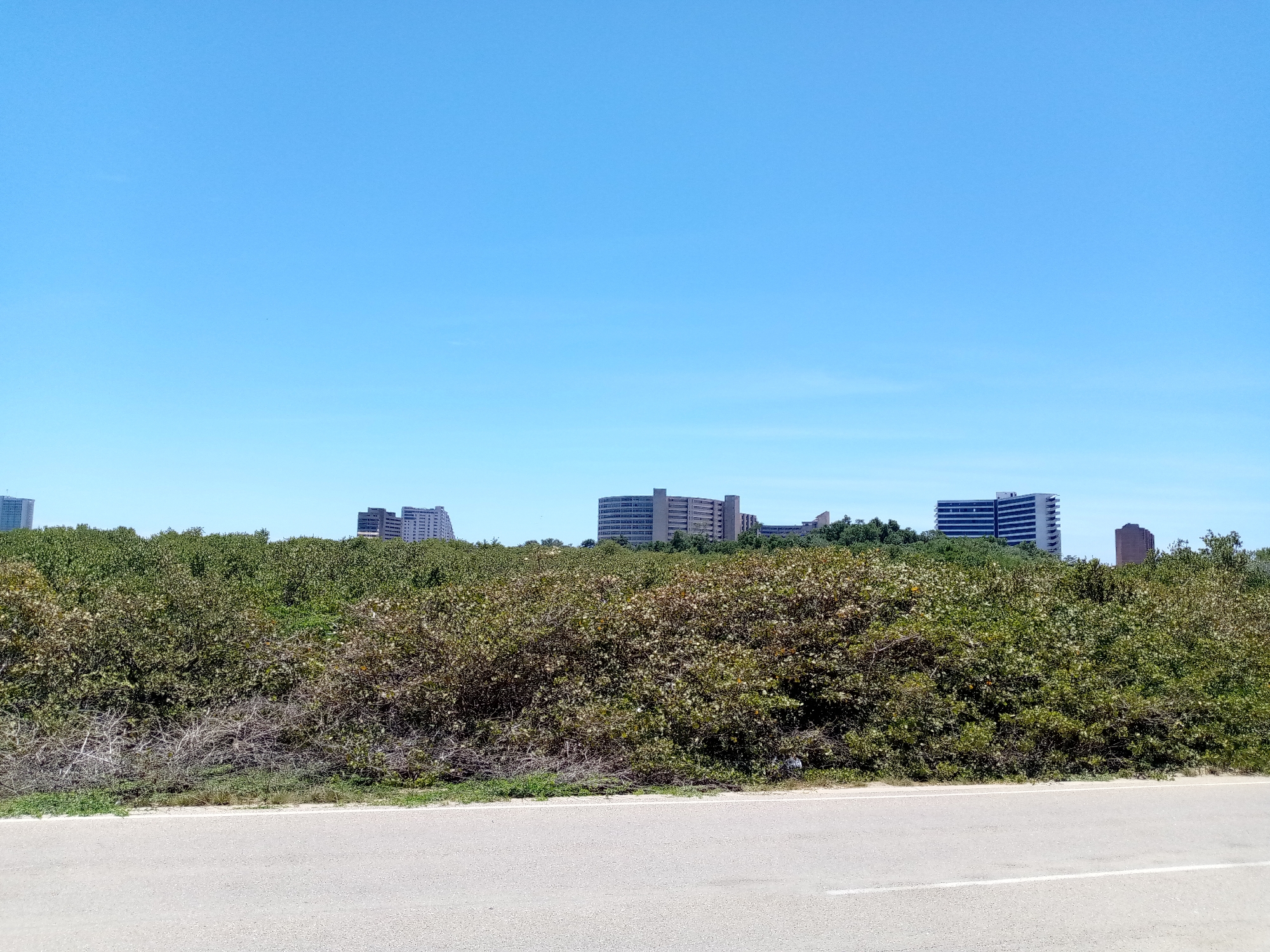 The image displays an outdoor scene under a clear, bright blue sky in Porlamar, Venezuela. The foreground consists of a light gray asphalt road, featuring a single faint white horizontal line. Immediately adjacent to the road is a narrow strip of green grass and dirt. Beyond this, a dense, continuous band of unmanaged scrub vegetation dominates the midground, characterized by a mix of dark green, olive green, and patches of dry, reddish-brown foliage. Partially obscured by this vegetation, several multi-story buildings are visible in the background against the horizon. These include a tall, light-colored building on the far left, a darker rectangular structure towards the center-left, a wide multi-story building with a curved facade in the central background, and a distinctive white and blue striped building to the right, adjacent to another darker, squarer structure. No individuals, vehicles, or specific street furniture are present in the frame.