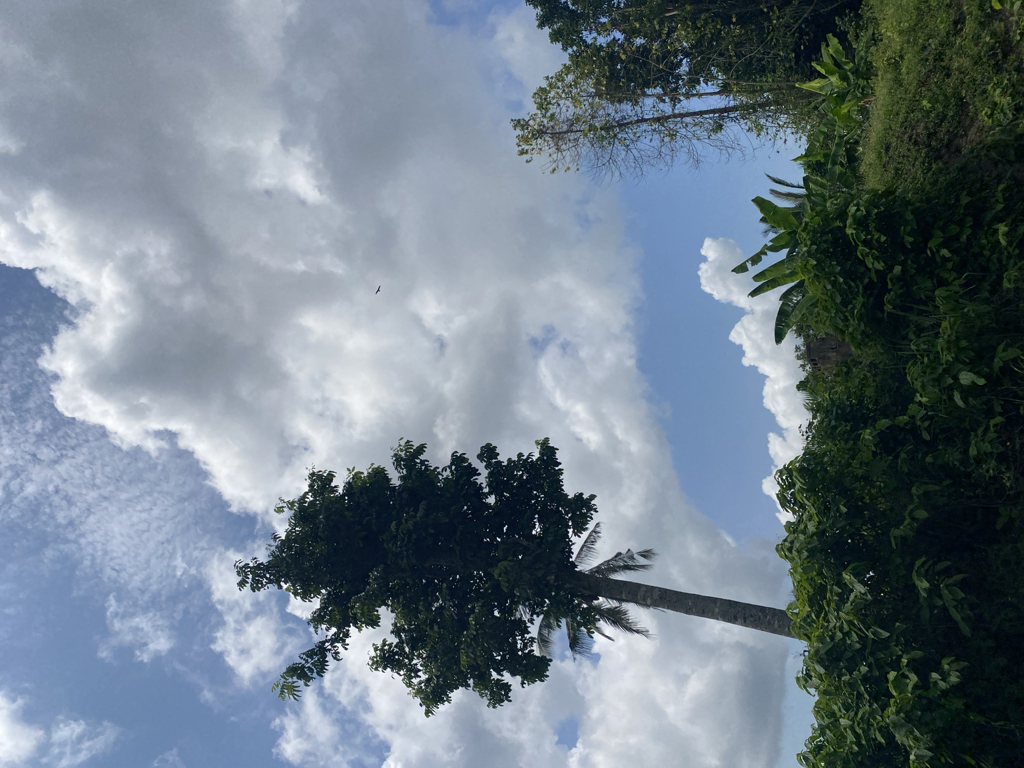 The image presents a low-angle shot of a natural environment, seemingly in a tropical or subtropical location. Lush green foliage occupies the right side of the frame, suggesting dense vegetation. A tall palm tree is centrally located, its trunk extending vertically from the bottom of the image with a canopy of broad leaves at its top. The sky fills the majority of the frame, featuring a mix of blue sky and voluminous white clouds. A bird is visible in the sky. The scene appears to be outdoors. Given the location of Achara, Nigeria, and the presence of palm trees, this image is most likely a suburban or rural area.