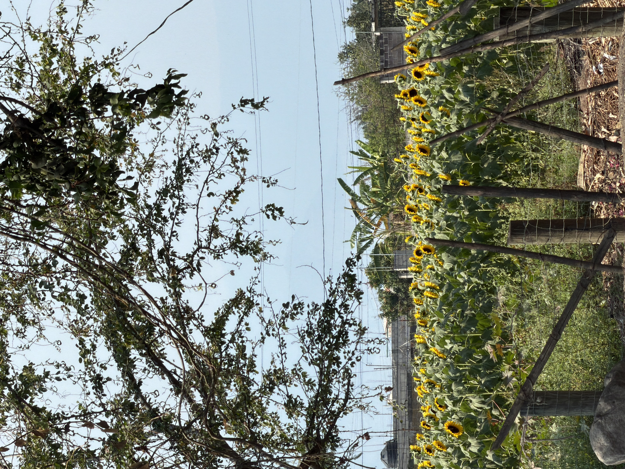 The image depicts a field of sunflowers in Cuautla, Mexico, adjacent to a wire fence supported by wooden posts. The sunflowers are in bloom and appear healthy. In the foreground, a tree with dense foliage obscures part of the sky, which is a clear blue. Overhead, power lines stretch across the sky. Beyond the sunflowers, other vegetation is visible, along with hints of nearby structures.