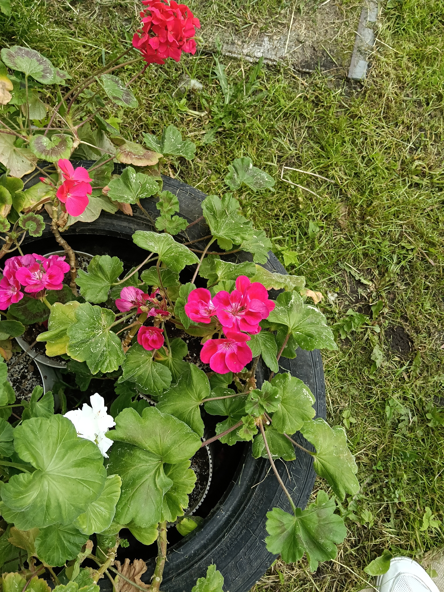 This is an eye-level shot of a casual outdoor garden arrangement featuring several geranium plants. The plants are potted and placed inside a black car tire, which is repurposed as a planter and rests on a patch of green grass. The scene primarily showcases vibrant flowering plants.
The geraniums display clusters of bright pink/magenta and red flowers. One plant, visible in the lower left portion of the tire, has white flowers, mostly obscured by large green leaves. The leaves of the geraniums are broad and green, with some showing slight discoloration or speckled patterns. The soil in the pots is dark, and some parts of the black tire are visible, along with its textured surface.
The surrounding ground is covered with natural grass, which appears somewhat unkempt in areas, with patches of dry grass and exposed soil. In the bottom right corner of the image, the front part of a white sneaker or shoe is visible, suggesting a person is standing near the planter. Faint white text, likely safety warnings or manufacturing details, is visible on the side of the tire, but it is not clearly legible. The scene is captured during daylight hours, with soft, natural lighting indicating either an overcast sky or indirect sunlight. The setting is an informal garden in Красный Маяк, Russia.