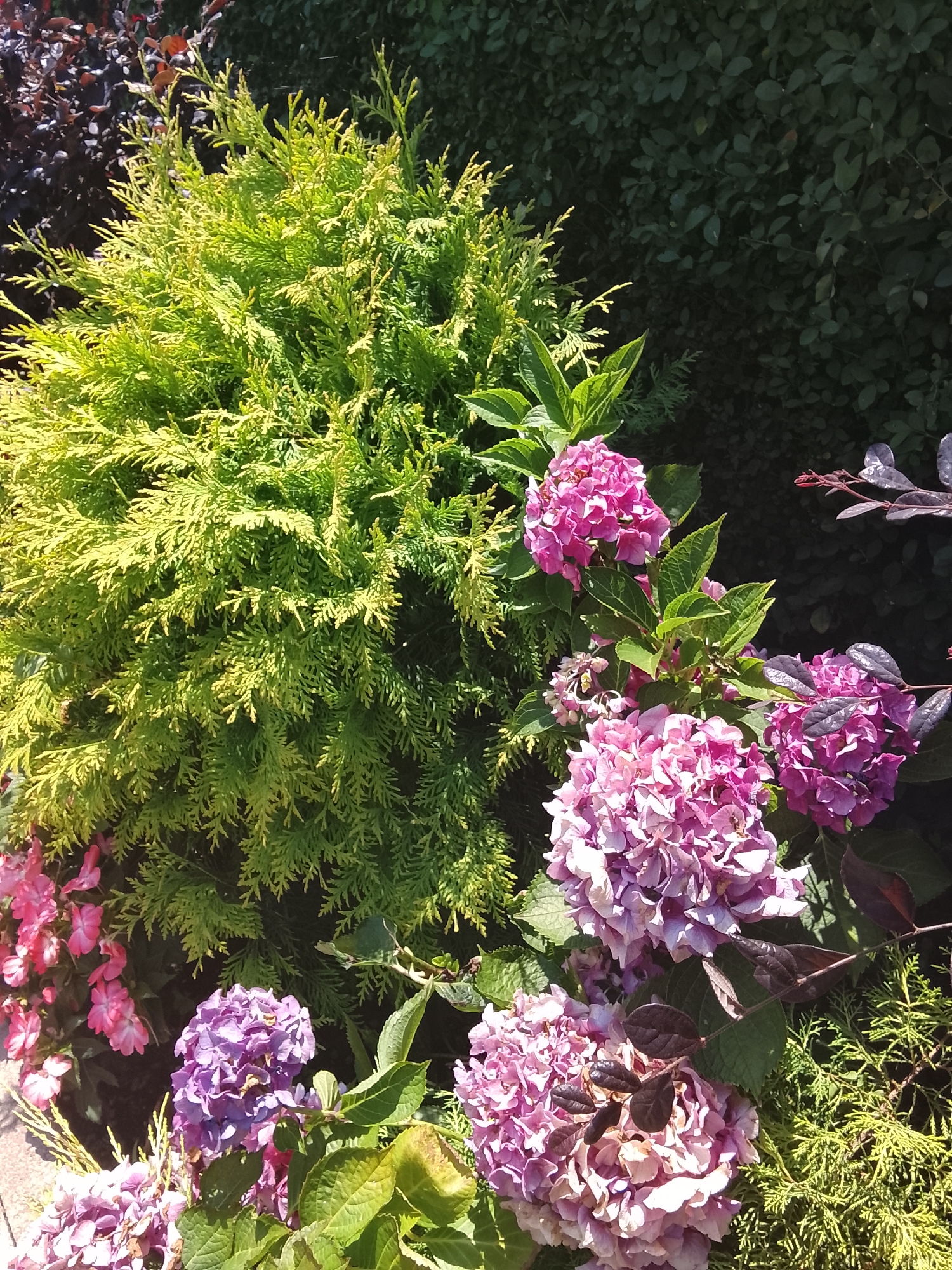 The image shows a garden with various plants, including a bright green conifer and several clusters of purple and pink hydrangeas. Some of the hydrangea blooms appear slightly wilted, with some browning at the edges. Dark-leaved foliage is visible in the background and interspersed with the hydrangeas. The scene is brightly lit by sunlight, casting shadows on the foliage. No people or animals are visible. The location is identified as Oryol-Izumrud, Russia, indicating an outdoor setting within this specific geographic area.