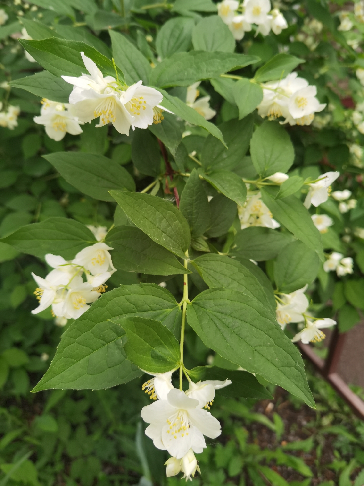 The scene presents a close-up view of a flowering mock-orange shrub (genus *Philadelphus*), located within the city of Chaikovsky, Russia. The primary subjects are numerous white, four-petaled flowers, each containing a central cluster of yellow stamens, interspersed among vibrant green, ovate leaves with serrated margins. The leaves exhibit clear venation. Flowers are observed in various stages of bloom and as unopened buds. The background consists of defocused green foliage, indicative of further plant material. A blurred, reddish-brown, linear object, possibly part of a fence or railing, is visible along the right perimeter of the image. No human subjects or discernible actions are present.