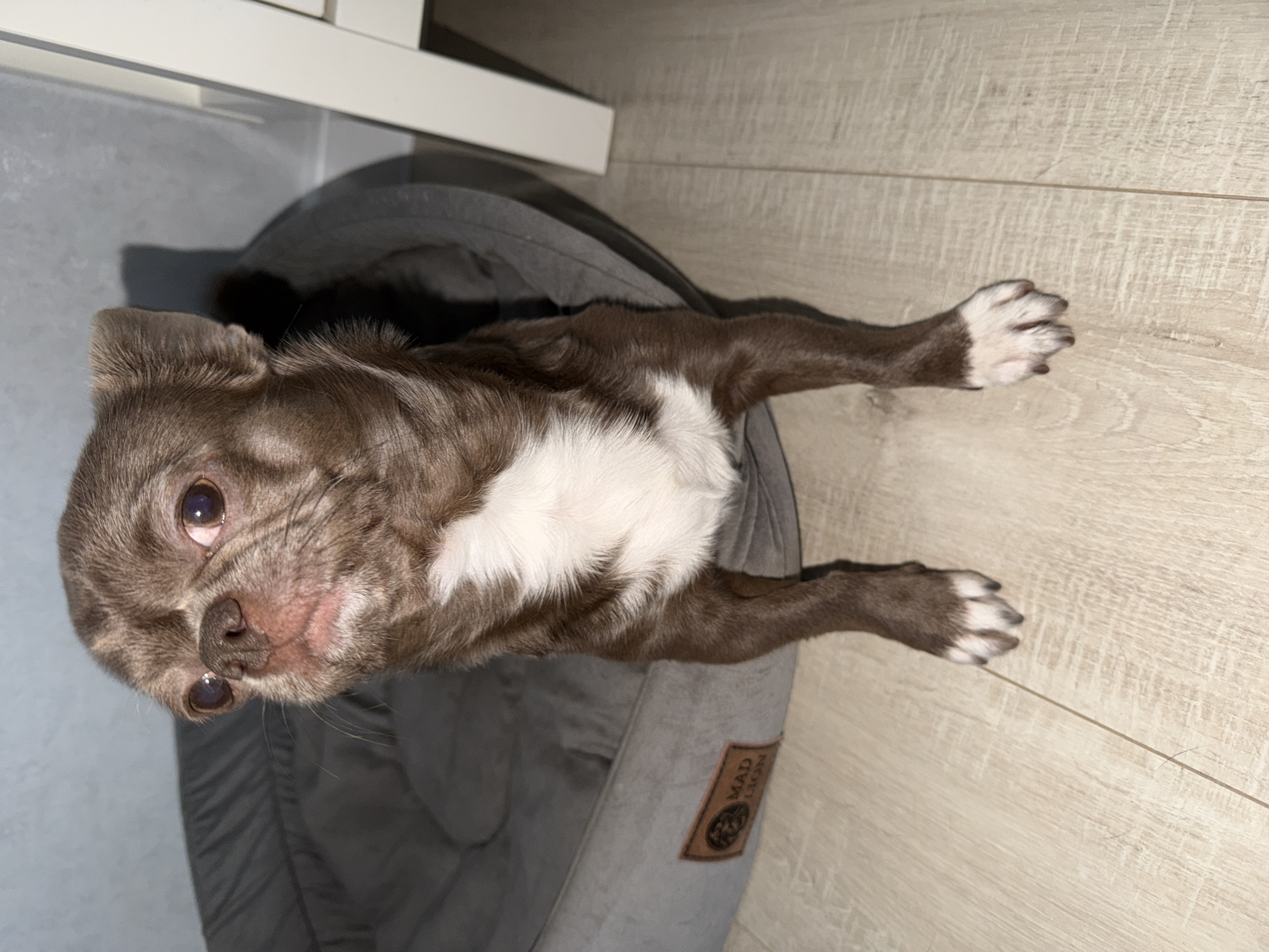 A brown and white Chihuahua is lying in a gray dog bed, which is situated next to a white object and a wood-patterned floor. The dog is positioned so that its head is at the top left of the image and its paws extend to the right. The tag of the bed is visible. The image does not contain sufficient information to determine a location in Votkinsk, Russia, or any other specific location.