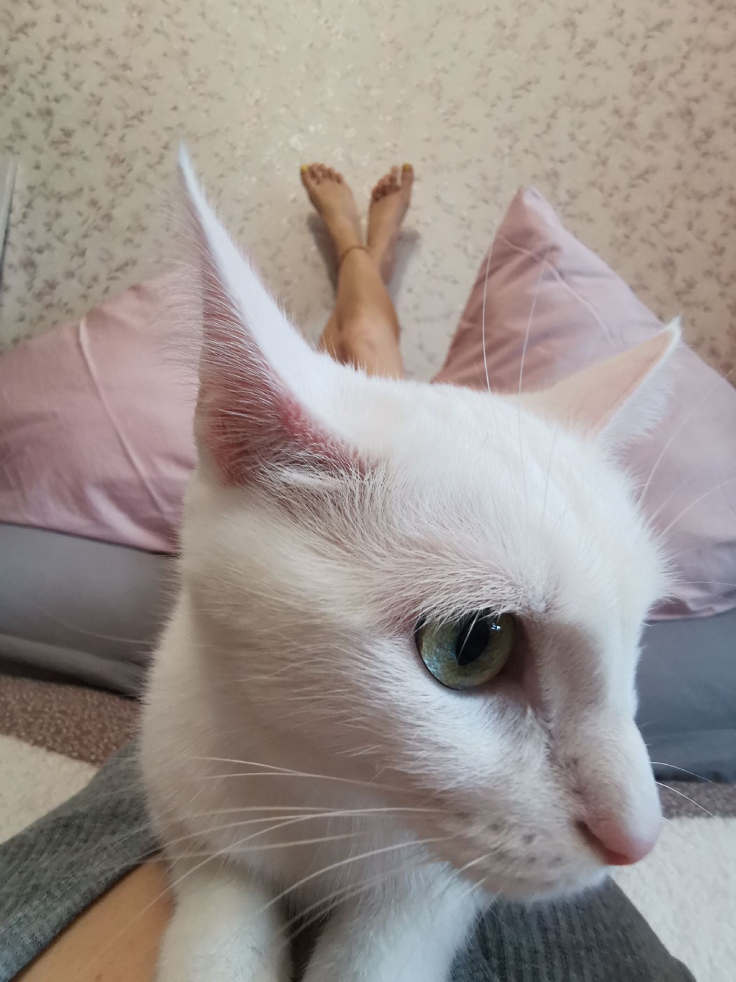 A close-up, full-color image depicts a white cat with light green eyes. The cat is positioned in the foreground, facing slightly right of the viewer. Part of the cat's body is in focus, displaying details such as fur texture and whisker length.
In the background, beyond the cat and slightly out of focus, is a person lying down with crossed legs. Their feet are visible near the top of the frame with what appears to be yellow nail polish. Behind the person are pillows in shades of pink and gray. The background is textured, appearing as wallpaper or patterned fabric.
The location is unspecified as Unknown, Unknown.