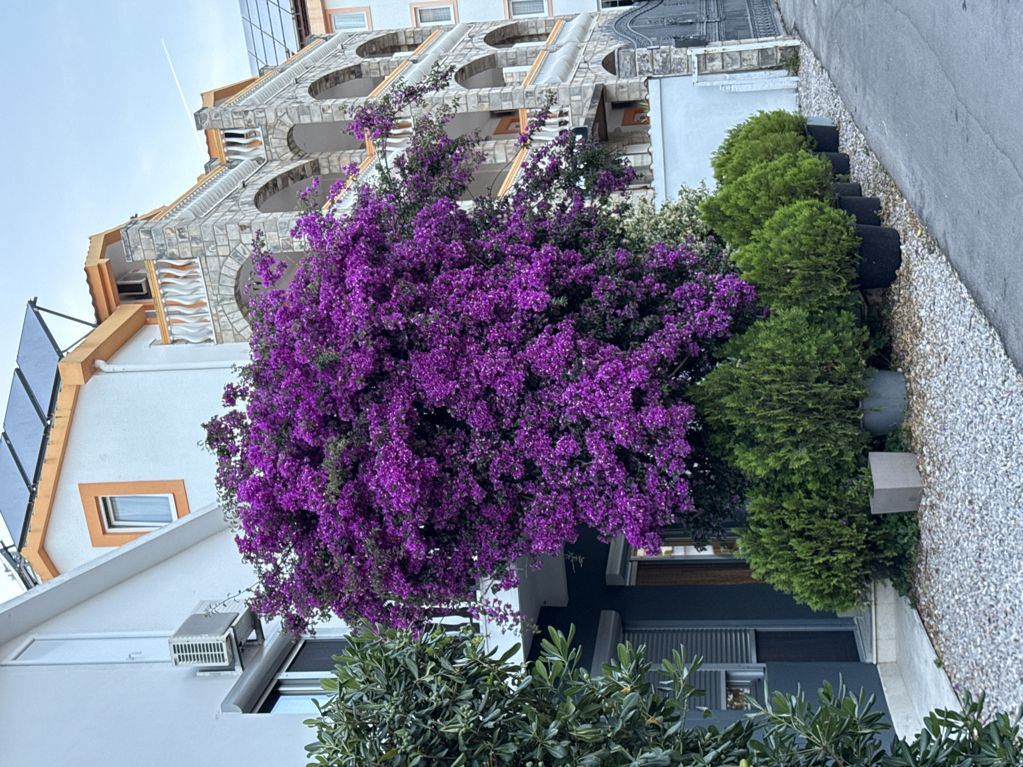 The image shows a street scene in Budva, Montenegro. The main focus is a large bougainvillea bush with vibrant purple flowers, positioned between two buildings. The building on the left is white with orange trim and solar panels on the roof. Below the bougainvillea, a small air conditioning unit is visible. To the right, a taller building constructed with stone-like material with arched balconies. A row of potted evergreen shrubs lines the edge of a gravel walkway next to the building on the right. The sidewalk is visible and a sliver of the sky. The image is rotated counter-clockwise.