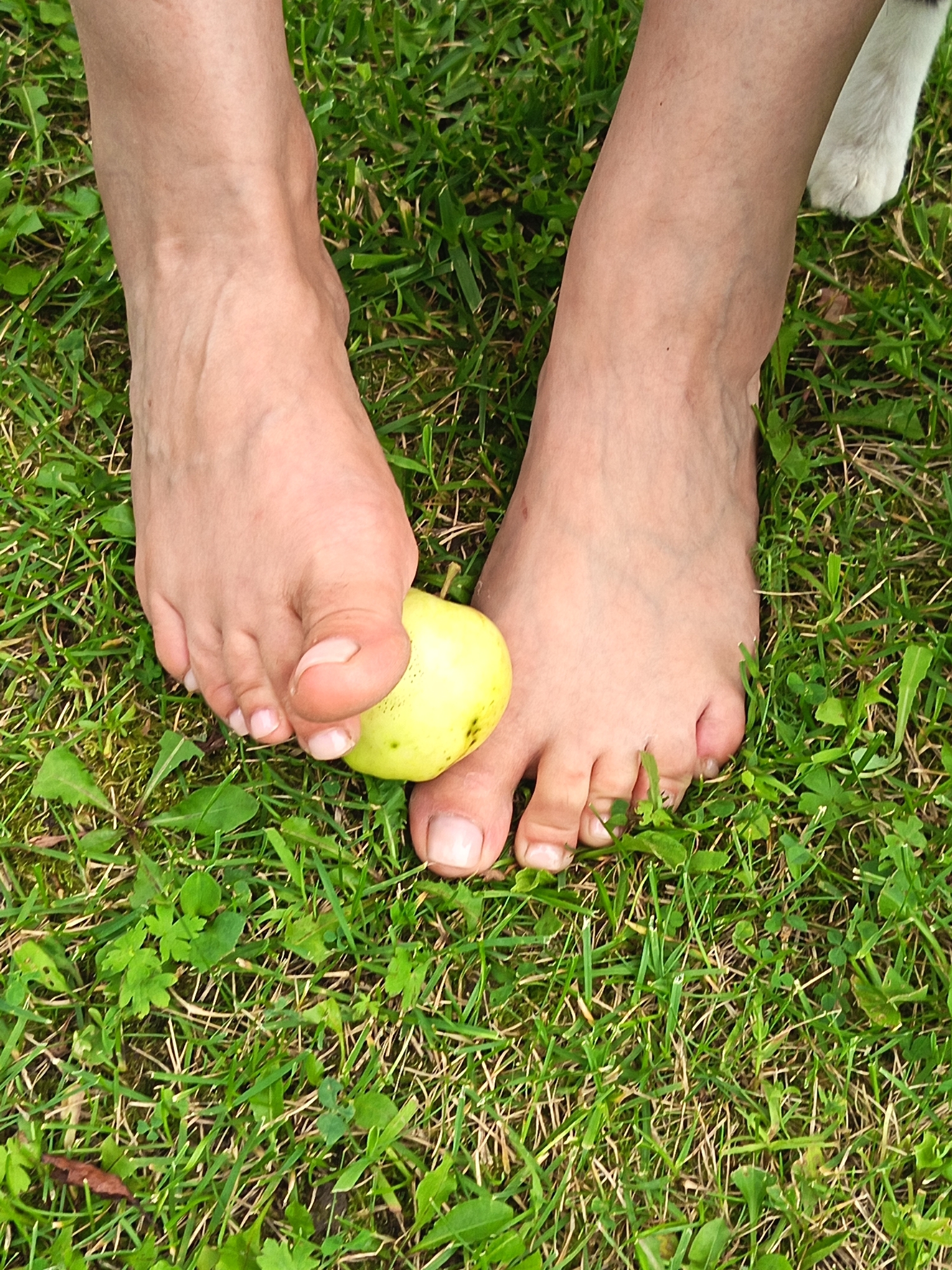 A close-up, aerial shot shows two bare human feet on a patch of green grass. The feet are positioned apart, with the left foot slightly forward and positioned over a small, yellow-green apple. The apple is nestled between the big toe and the second toe of the left foot and the toes of the right foot. Both feet are tanned and show visible veins and some imperfections on the skin. The grass is a mix of green blades and clover-like plants, with some dried brown grass mixed in. In the upper right corner of the frame, a portion of a white, furry animal paw is visible, suggesting the presence of a dog. The image is well-lit, with natural light casting soft shadows.