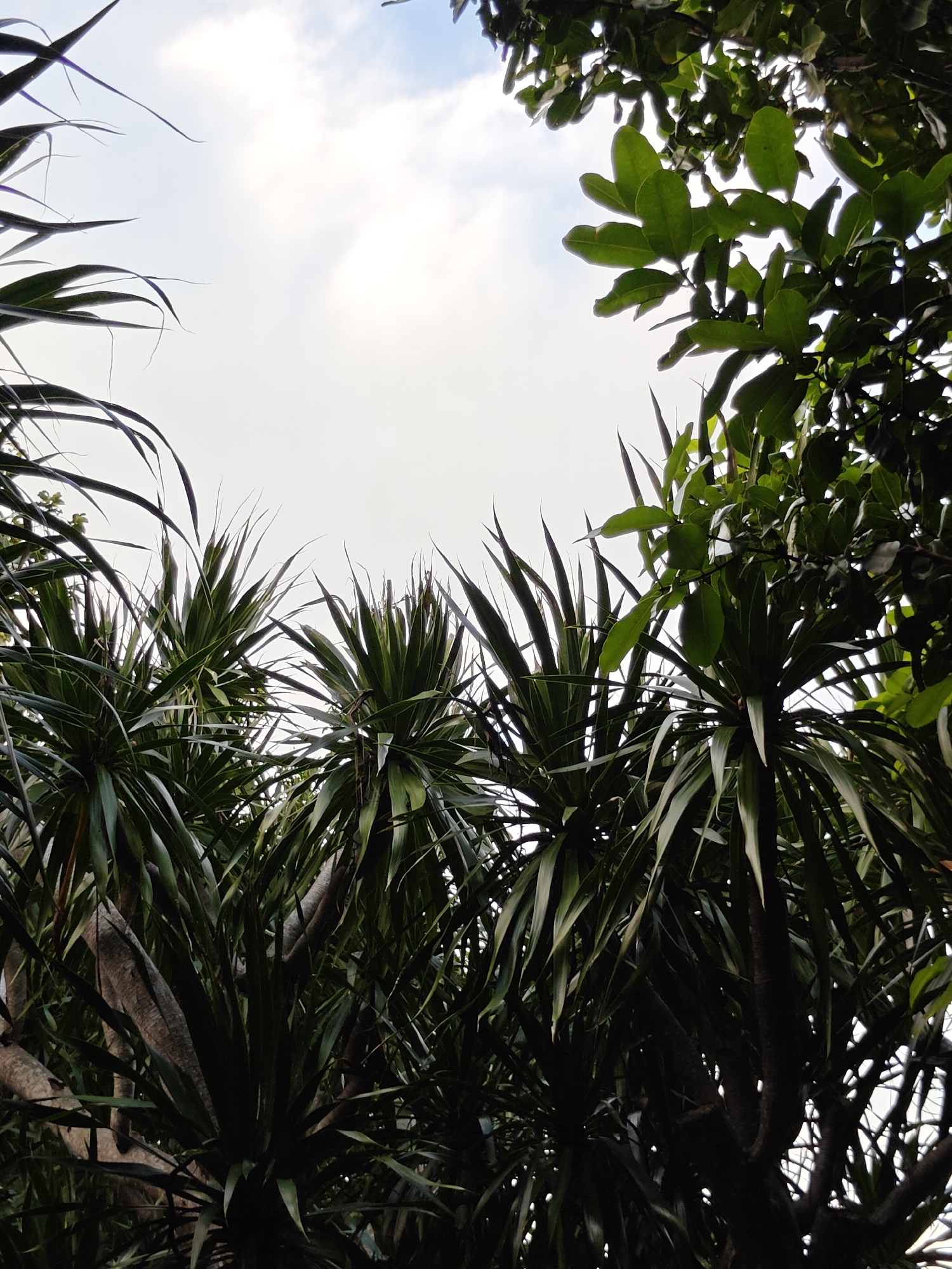 A low-angle, medium shot captures a dense canopy of tropical foliage against a bright, overcast sky in Mu Si, Thailand. The foreground is dominated by the spiky, dark green leaves of what appear to be Dracaena plants, their sharp blades reaching upwards. Interspersed with these are lighter green leaves of another tree, creating a layered effect. The branches and trunks of the plants are visible in shadow, adding depth to the composition. The sky is a pale white, diffused by clouds, and provides a bright contrast to the dark foliage. The image depicts a natural environment within the city, likely a park or garden. There are no people or animals visible in the frame.