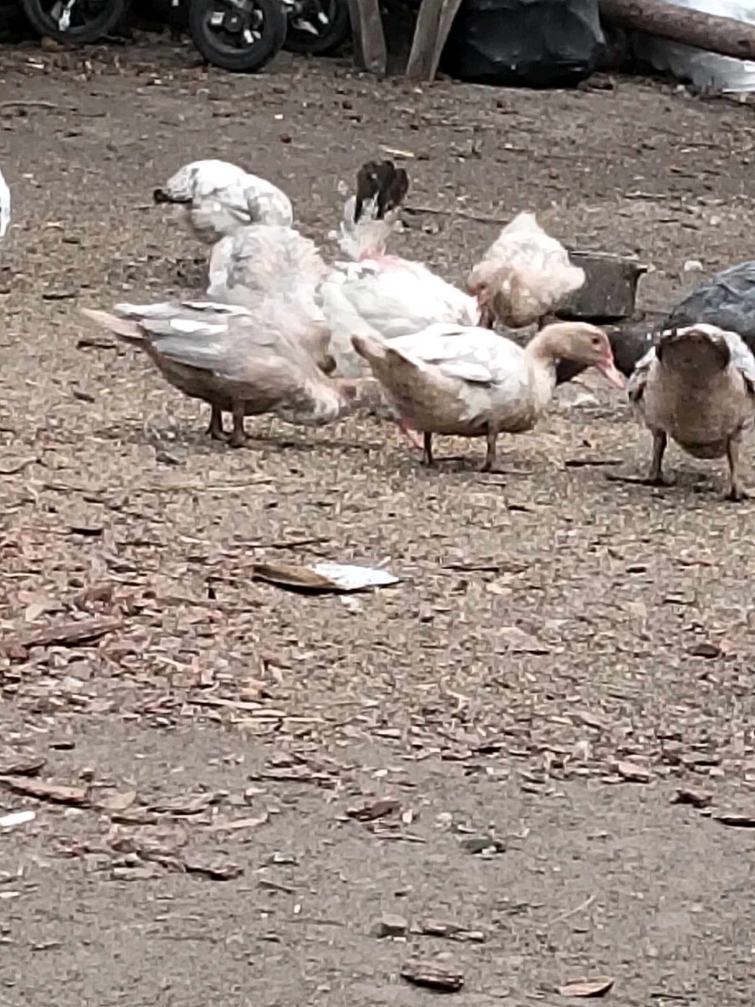 This is a medium-shot, outdoor, eye-level photograph of several domestic fowl, likely ducks and chickens, gathered on a dirt and gravel ground surface. The ground is scattered with small pieces of wood and stones, suggesting an area that is either rural or has seen recent disturbance. In the background, there are some dark, indistinct objects, possibly trash bags or tarps, and what appear to be wheels from a vehicle or equipment, possibly related to agricultural activity. The lighting is natural, suggesting daytime, but the image is somewhat grainy and lacks sharp focus, indicating it may have been taken with a lower quality camera or under suboptimal conditions. The birds themselves vary in color, with some appearing white or light gray, and others a darker brown or black. Their postures suggest they are either foraging or resting. The overall impression is of a farmyard or an unkempt outdoor enclosure.