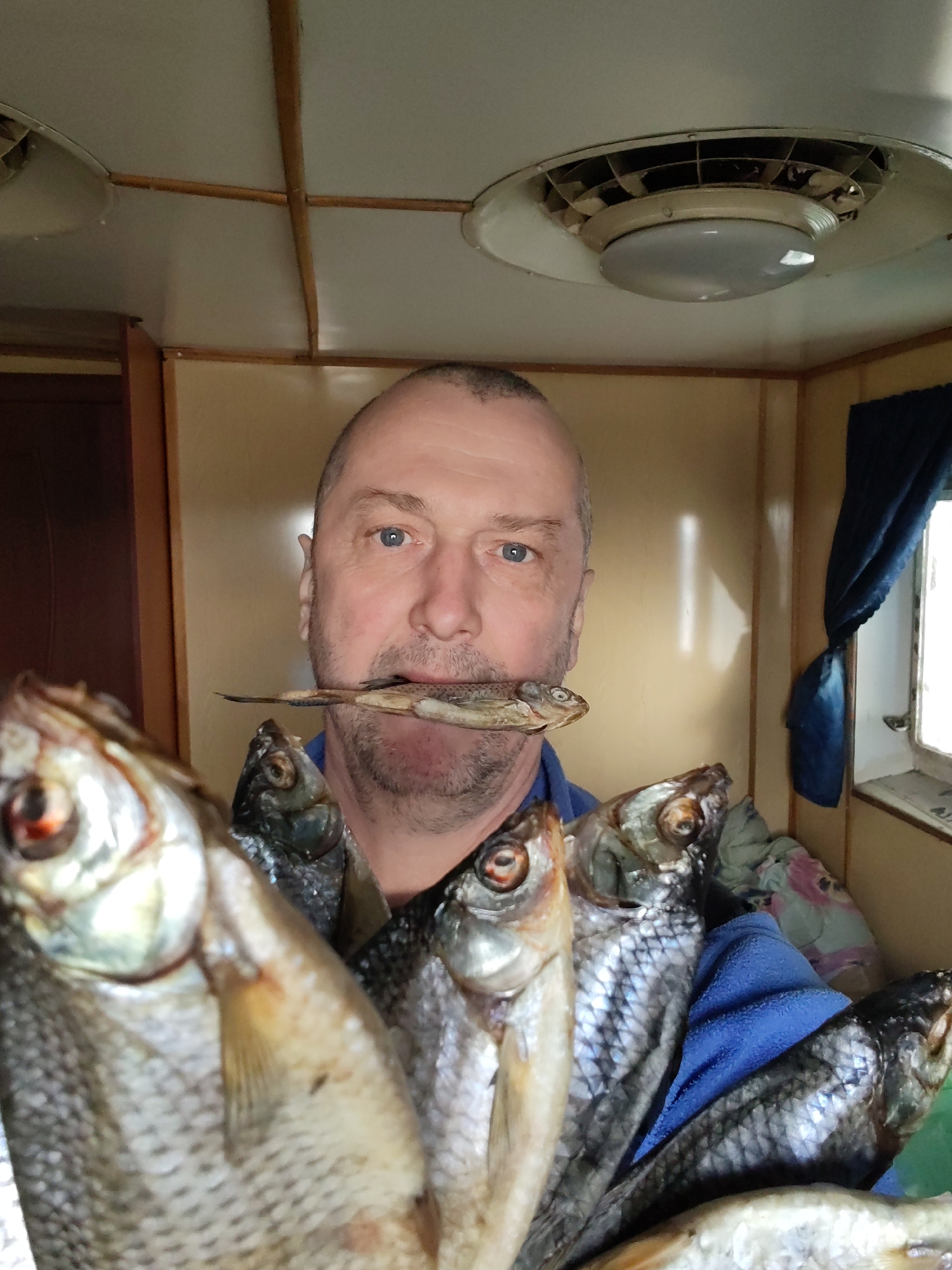 A close-up, eye-level shot captures a middle-aged man holding and posing with numerous dried fish inside what appears to be a cabin or small room. The man has light blue eyes, short hair, and stubble/beard, and is wearing a blue garment. Humorously, he holds a small, dried fish horizontally between his teeth. Several other dried fish, varying in size, are clustered in his arms or held against his chest, filling the foreground and mid-ground of the image. The fish have visible scales and dried fins, with some showing reddish eyes.
The background reveals a simple interior space. The ceiling is light-colored with narrow wooden strips forming a grid-like pattern. A circular ceiling fixture, possibly a light or ventilation unit, is visible in the upper left. The walls are also light-colored, with a dark wooden doorframe or trim visible on the left. On the right, a small window with a sill is partially visible, featuring a dark blue curtain or piece of fabric tied back. Behind some of the fish on the right, a patterned piece of fabric or a plastic bag is discernible. The lighting appears to be natural, possibly from the window, indicating daytime. There is no visible text in the image. The man's expression is neutral, bordering on amused, enhanced by the playful arrangement of the fish.