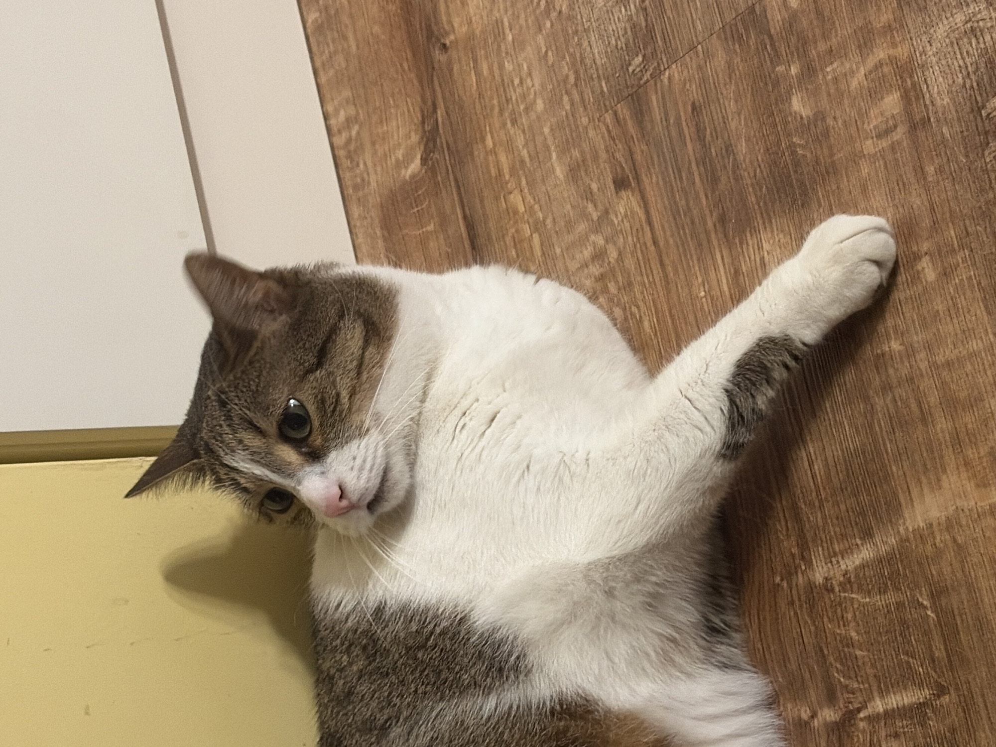 A tabby and white cat lies on a wooden floor, its head turned to the left. The cat has green eyes and a pink nose. Behind the cat, a yellow wall is visible on the left, and a white wall or cabinet on the right. The lighting suggests an indoor environment. There are no people present.
