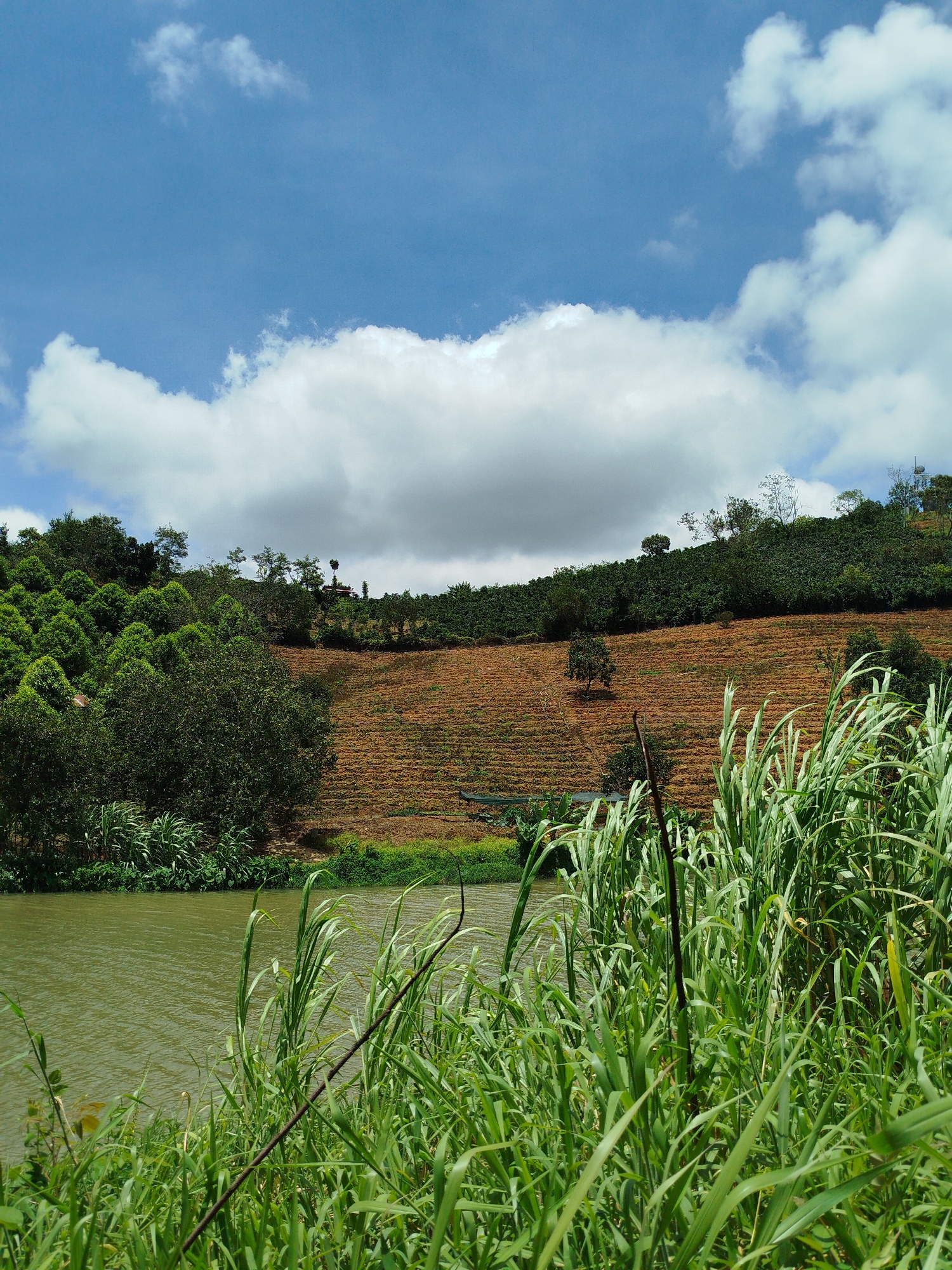 The image captures a serene landscape in Xuân Sơn, Vietnam, featuring a tranquil body of water in the foreground, fringed by lush green vegetation and tall grasses. Beyond the water, a terraced hillside is visible, characterized by its rich brown soil and distinct cultivation patterns, suggesting agricultural activity. The upper portion of the hillside is covered in dense green foliage, likely trees or crops. The sky above is a vibrant blue, dotted with fluffy white clouds, hinting at fair weather. The overall impression is one of natural beauty and rural tranquility. There are no people visible in the image.