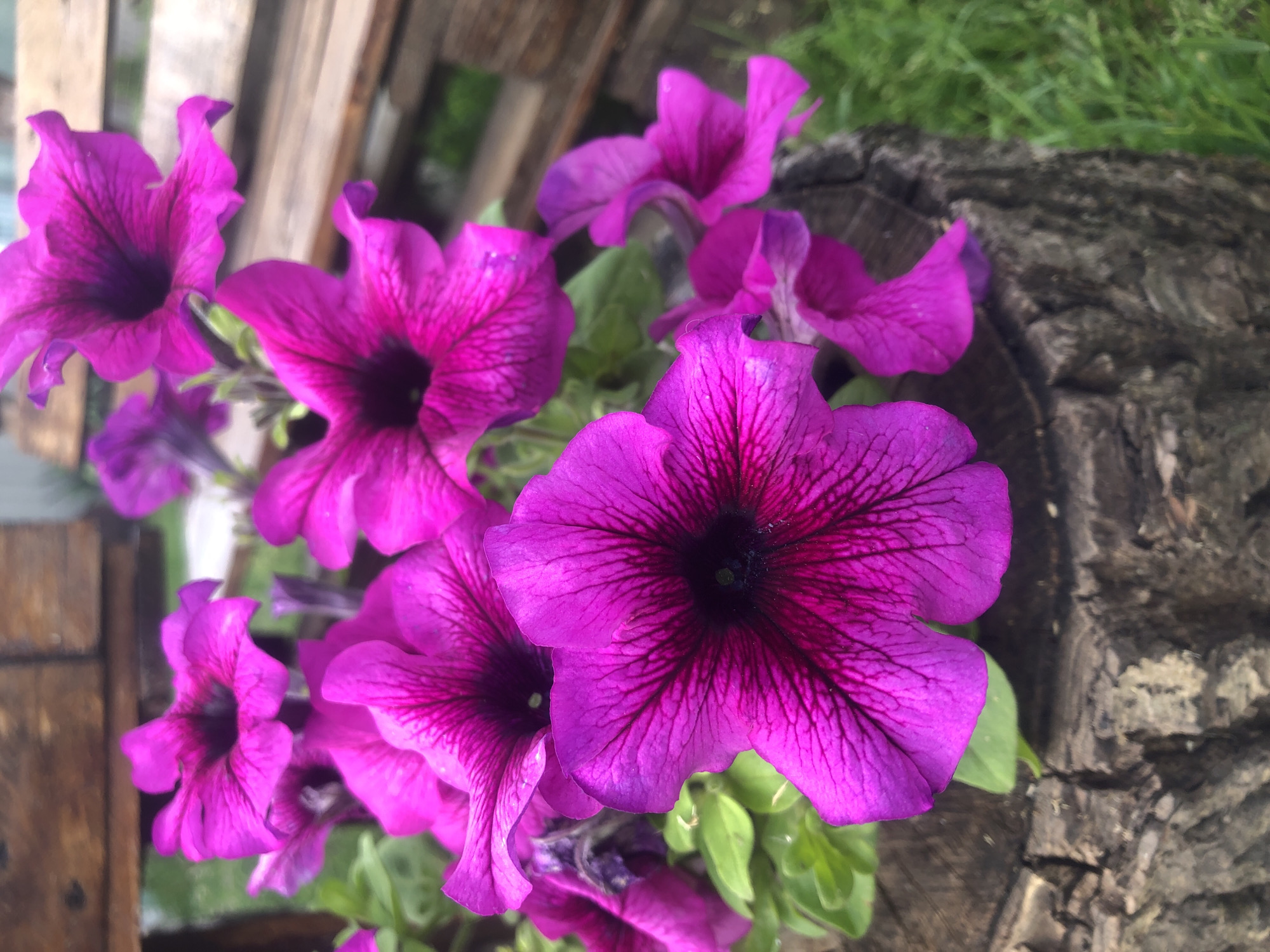 This image shows a cluster of vibrant pink petunias in bloom, with their trumpet-shaped flowers dominating the foreground. The flowers are set against a textured, weathered wooden stump that serves as a planter. In the background, out-of-focus wooden planks and green grass are visible, suggesting an outdoor setting, possibly a garden or park area. The lighting is natural, highlighting the rich color and delicate veins of the petals.