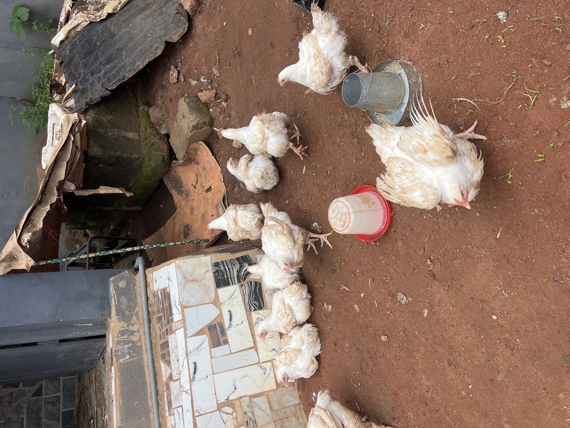This media file captures a scene featuring several young chickens in an outdoor, rural setting, likely a farm or backyard in Nkpor, Nigeria. The ground is predominantly red-brown soil, with scattered small green shoots and pebbles.
The primary subjects are at least eight white and light brown chickens, appearing to be young broilers or similar poultry. Some are standing, while others are lying down on the ground. One chicken is actively eating or drinking from a metal feeder. Another chicken is lying on its back with its legs in the air, suggesting it might be distressed or dead. A red and white plastic feeder is also visible.
The background includes some discarded materials such as cardboard, possibly old roofing material, and broken pieces of what looks like terracotta or cement. There are also some large rocks and a partially tiled structure on the left side of the frame. The lighting suggests it is daytime, likely morning or afternoon, with no indication of specific weather conditions. The overall impression is one of a slightly unkempt, functional area for raising poultry. There is no visible text in the image.