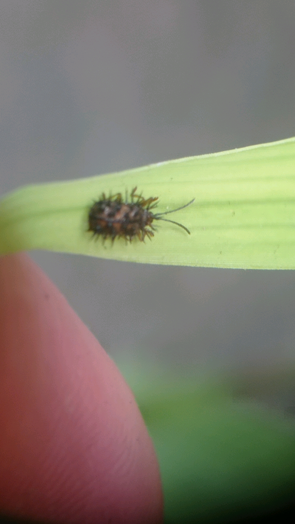A macro photograph captures a ladybug larva on a vibrant green blade of grass. The larva, dark with orange markings, is adorned with numerous spiky protrusions, giving it a bristly appearance. Two long, slender antennae extend from its head. In the foreground, a portion of a human fingertip, with visible fingerprints, is positioned to the left, suggesting the scale of the insect. The background is softly blurred, creating a shallow depth of field that emphasizes the subject. The image was taken in Bedali, Indonesia.