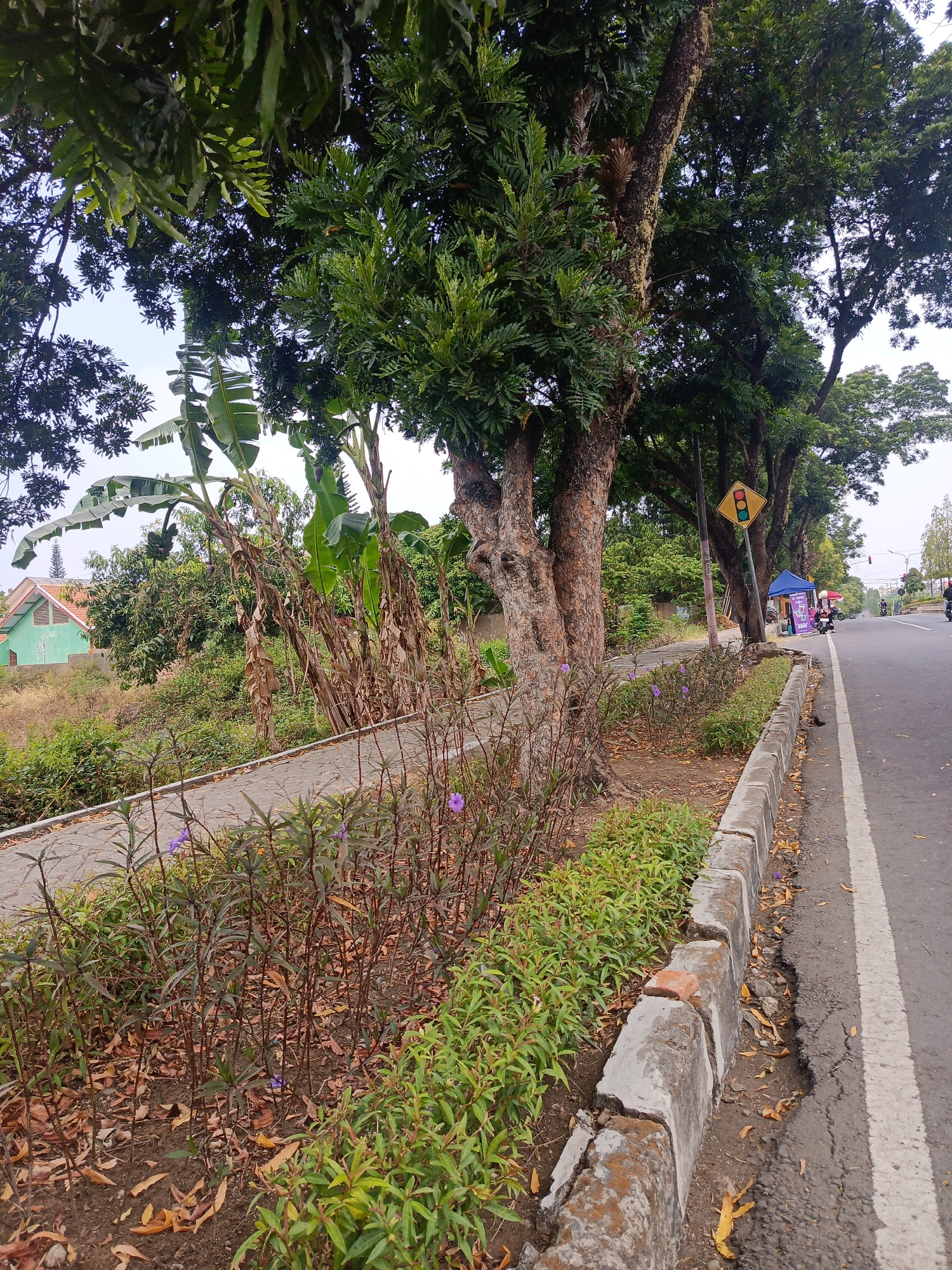 The image depicts a street scene in Milangasri, Indonesia, characterized by a paved road with a white line marking its edge. Along the roadside, a concrete curb separates the road from a vegetated area. This area features a walking path or sidewalk, flanked by ornamental plants and fallen leaves. Large trees with dense foliage line the sidewalk, providing shade. In the background, a green building with an orange roof is visible, nestled among lush vegetation. A traffic signal displaying a yellow and green light is positioned near the roadside. Further down the road, there are some stalls, motorcycles, and a few people. The overall scene suggests a moderately busy urban environment with significant greenery.