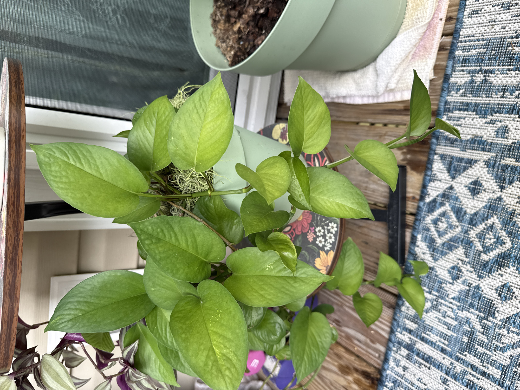 This media file features a close-up, overhead view of a potted Pothos plant on a wooden deck. The plant has numerous large, heart-shaped, green leaves, some of which show water droplets. The Pothos is in a light green pot, and some of its vines trail over the edge. Beneath the Pothos, the leaves of a Tradescantia Zebrina plant, with its distinctive purple and silver stripes, are partially visible.
The Pothos is situated on a wooden deck, with planks running diagonally across the lower portion of the image. To the right of the deck, a portion of a blue and white patterned rug is visible. In the background, a light green planter filled with dark soil is positioned near a white folded towel. A portion of a screen door is visible in the upper left corner, suggesting an indoor-outdoor transition. The lighting suggests it is daytime, likely outdoors, possibly on a patio or balcony. There is no visible text in the image. The scene evokes a sense of natural tranquility and domestic greenery. The setting appears to be a residential outdoor space, possibly in a warm climate given the plant choice.