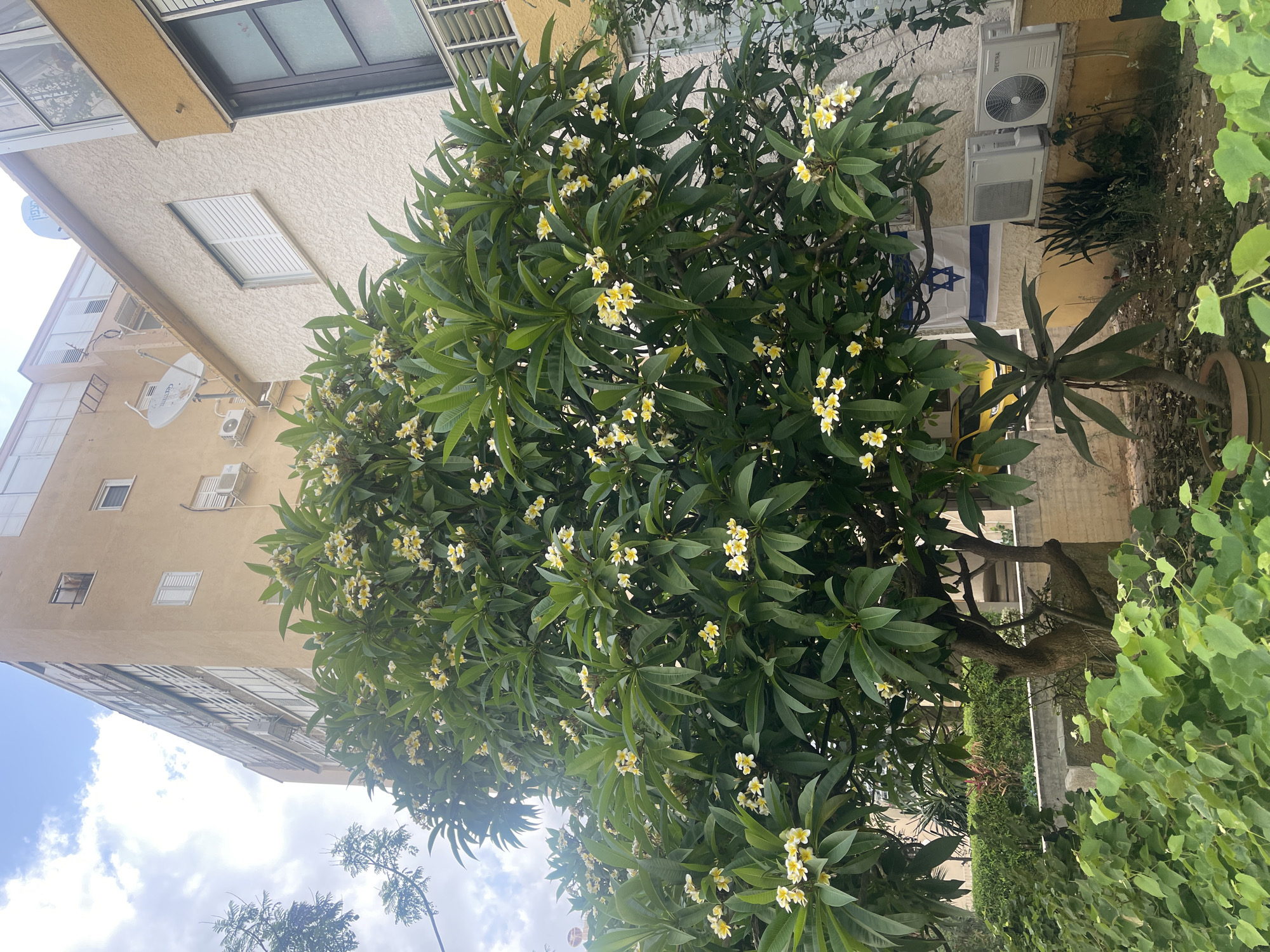 The image depicts an outdoor scene in Netanya, Israel, characterized by a flowering tree in the foreground. The tree has lush green foliage and clusters of small white and yellow flowers. Behind the tree, a building with a pale yellow facade is visible, featuring several windows and air conditioning units. To the right of the tree, another building with a textured cream-colored exterior is present. An Israeli flag is prominently displayed on the cream-colored building, hanging from a branch of the tree. In the lower right corner, two white air conditioning units are mounted on the wall. A yellow car is partially visible to the left of the Israeli flag. The ground is covered with scattered leaves and some debris. A potted plant with long, dark green leaves is situated in front of the cream-colored building. The sky above is partly cloudy.