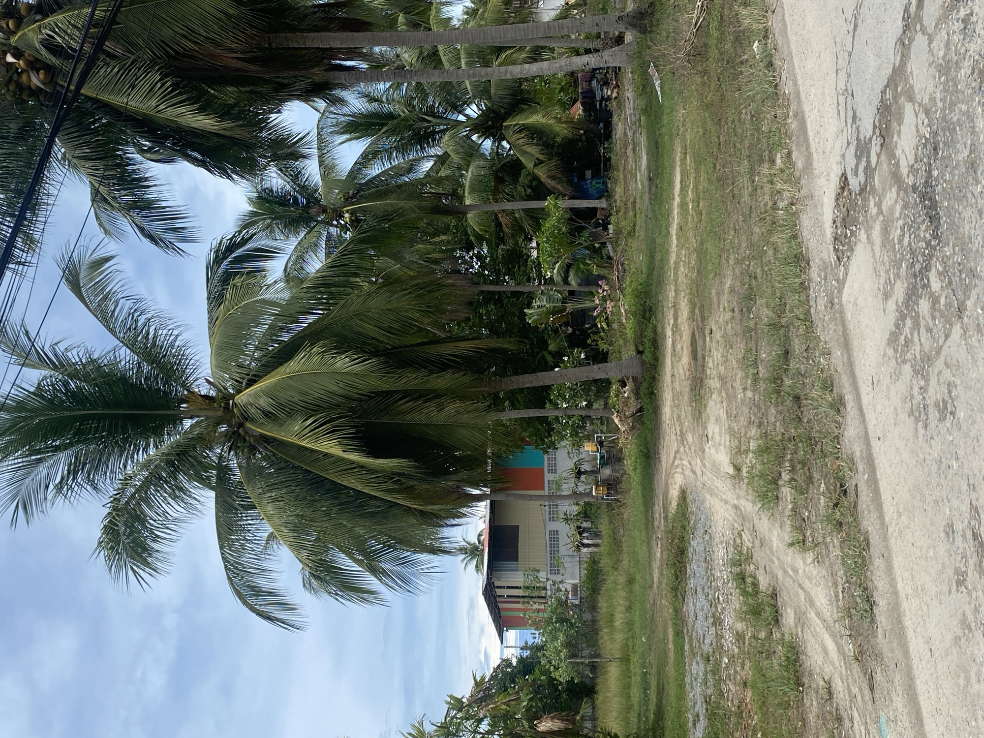 The image shows a row of coconut trees lining a dirt road in Moo 1, Thailand. A two-story house with a colorful (orange, teal) second story is visible behind the trees. The sky is partly cloudy. The road is bordered by a paved section, heavily cracked and damaged. The ground is covered with grass and some bare earth. Power lines are visible in the upper left corner.