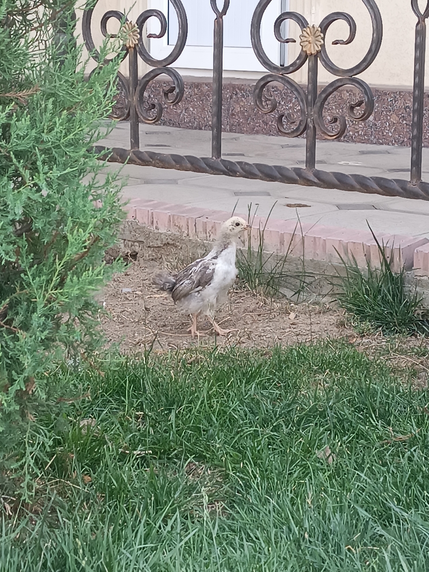 A young chicken with white and brown feathers stands on a patch of dirt next to a lawn in a city setting. Behind the chicken is a paved walkway bordered by bricks and an ornate metal fence. The fence features intricate swirls and a decorative element resembling a flower. A portion of a green shrub is visible on the left side of the frame. The overall scene depicts an outdoor environment, likely within the city of Myrza-Ake, Kyrgyzstan.