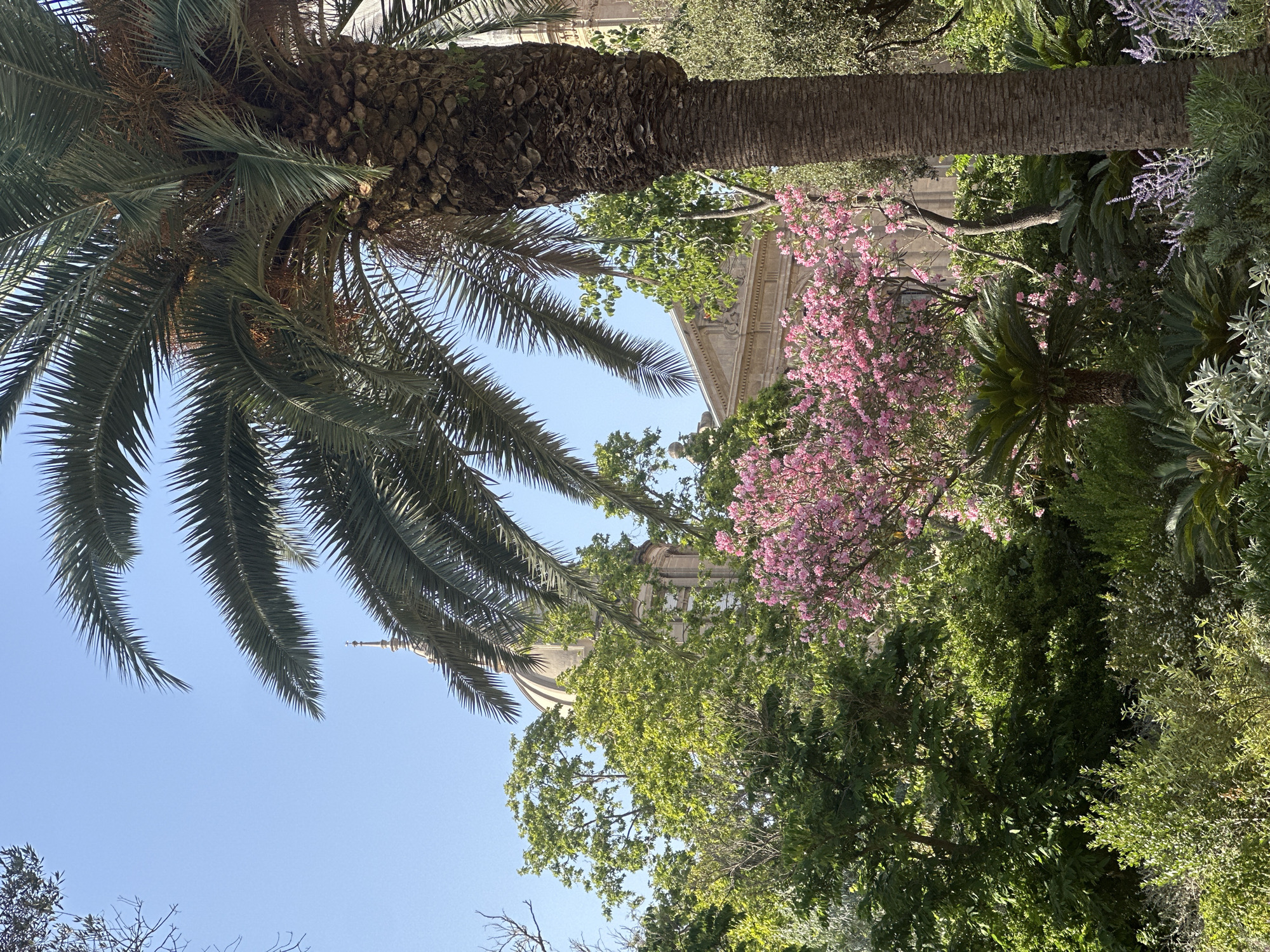 This is an outdoor, eye-level, medium shot of a botanical garden with a building and dome visible in the background, located in Barcelona, Spain. The foreground is dominated by lush green foliage, including several palm trees. A large palm tree trunk stands prominently on the right side of the frame, with its fronds extending upwards and to the left. In the middle ground, a vibrant pink flowering tree is in full bloom, surrounded by more greenery and a cycad. Further back, behind the trees, the facade of a building with classical architectural elements and a dome is visible against a clear blue sky. The lighting suggests it is a sunny day.