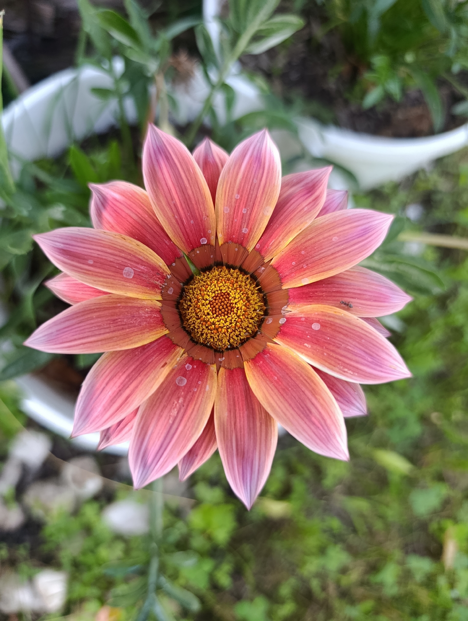 A close-up, top-down shot of a vibrant gazania flower with pink and yellow petals, speckled with dew drops. The flower's center is a bright yellow, fuzzy disc. The background is softly blurred, showing green foliage and white planters, suggesting an outdoor setting, possibly a garden or balcony in Bratske, Ukraine. There is a small black ant on one of the petals.