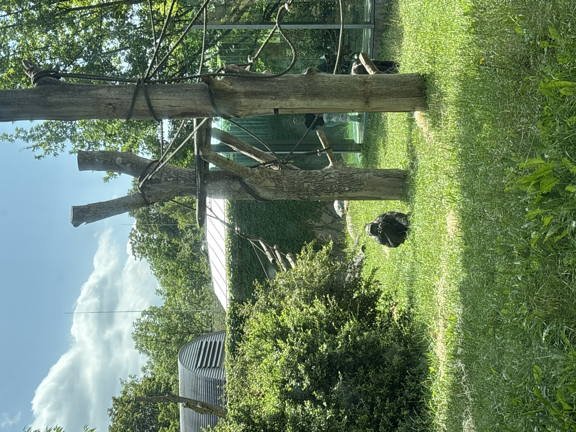 The image depicts an outdoor enclosure at the Hellabrunn Zoo in Munich, Germany. The enclosure features a grassy area with several trees and thick green bushes. In the foreground, a gorilla is seated on the grass, appearing to eat something. In the background, there are two large trees with ropes and wooden structures attached, suggesting an enrichment area for the animals. Beyond this, a glass wall encloses the exhibit, and through it, a person can be seen standing. The architecture visible in the far background suggests some of the zoo's infrastructure, including a building with a corrugated metal roof and another with a green, ivy-covered wall. The sky is bright blue with scattered white clouds.